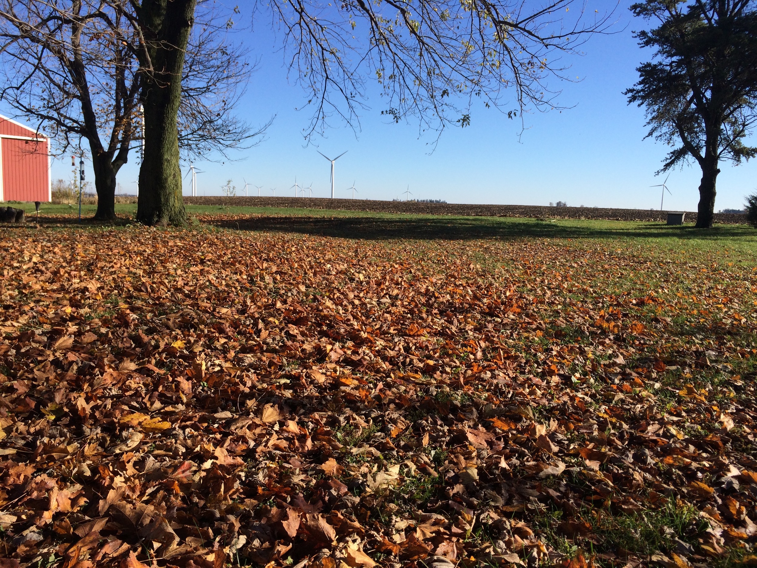A carpet of leaves. But I'm not raking them - no sir!