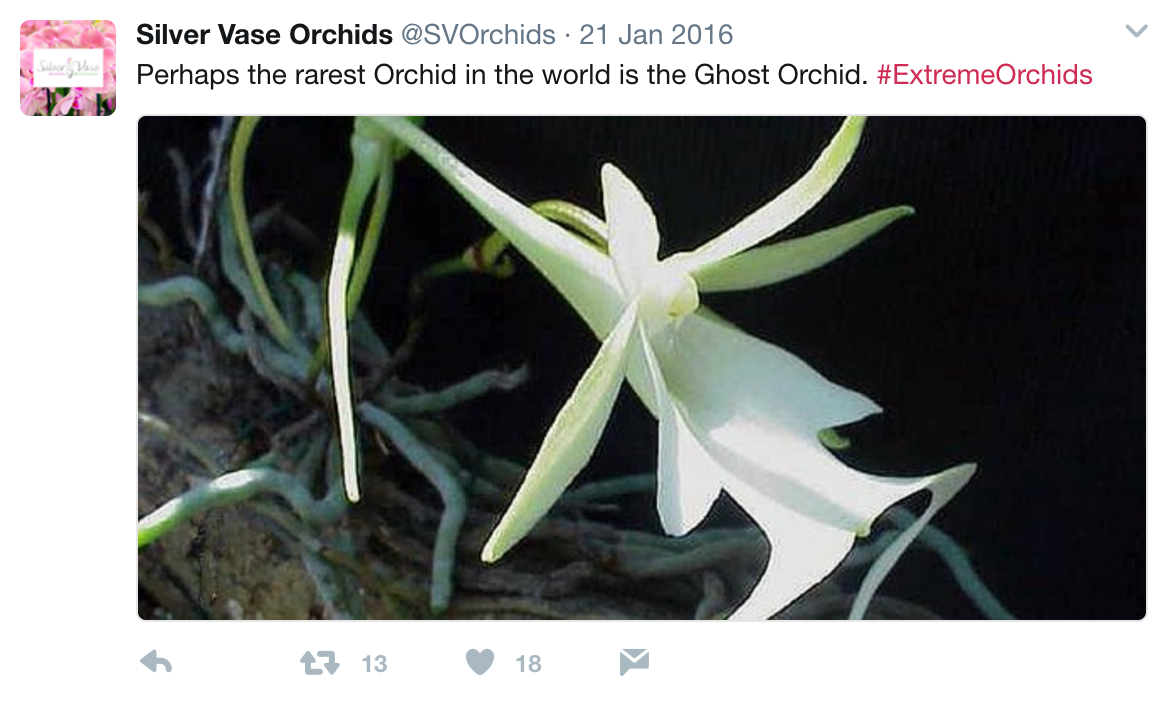An example from the #ExtremeOrchids flash campaign