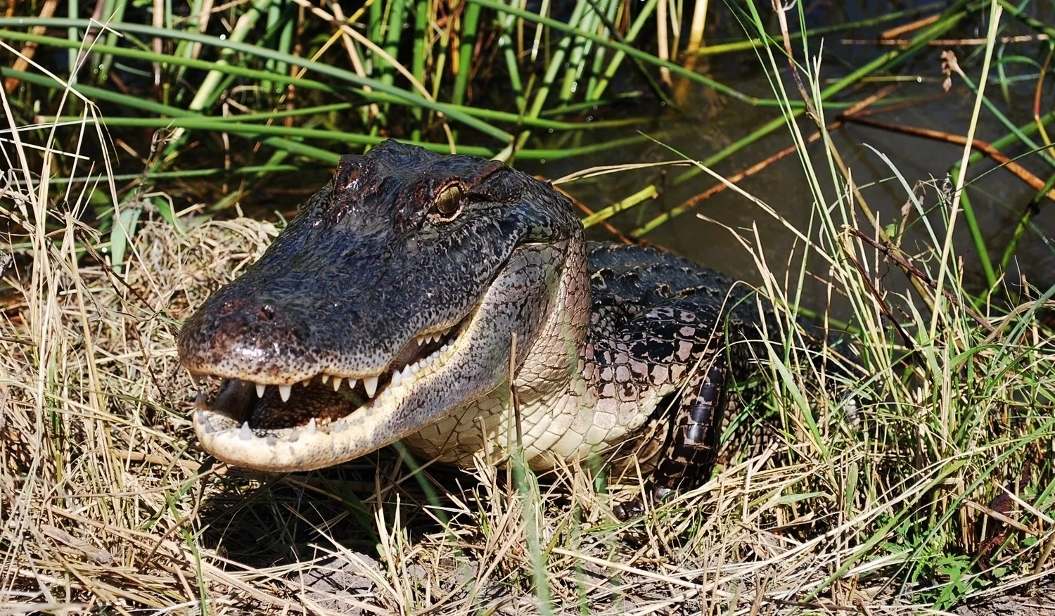 alligator defendingnest.Elsey.jpg