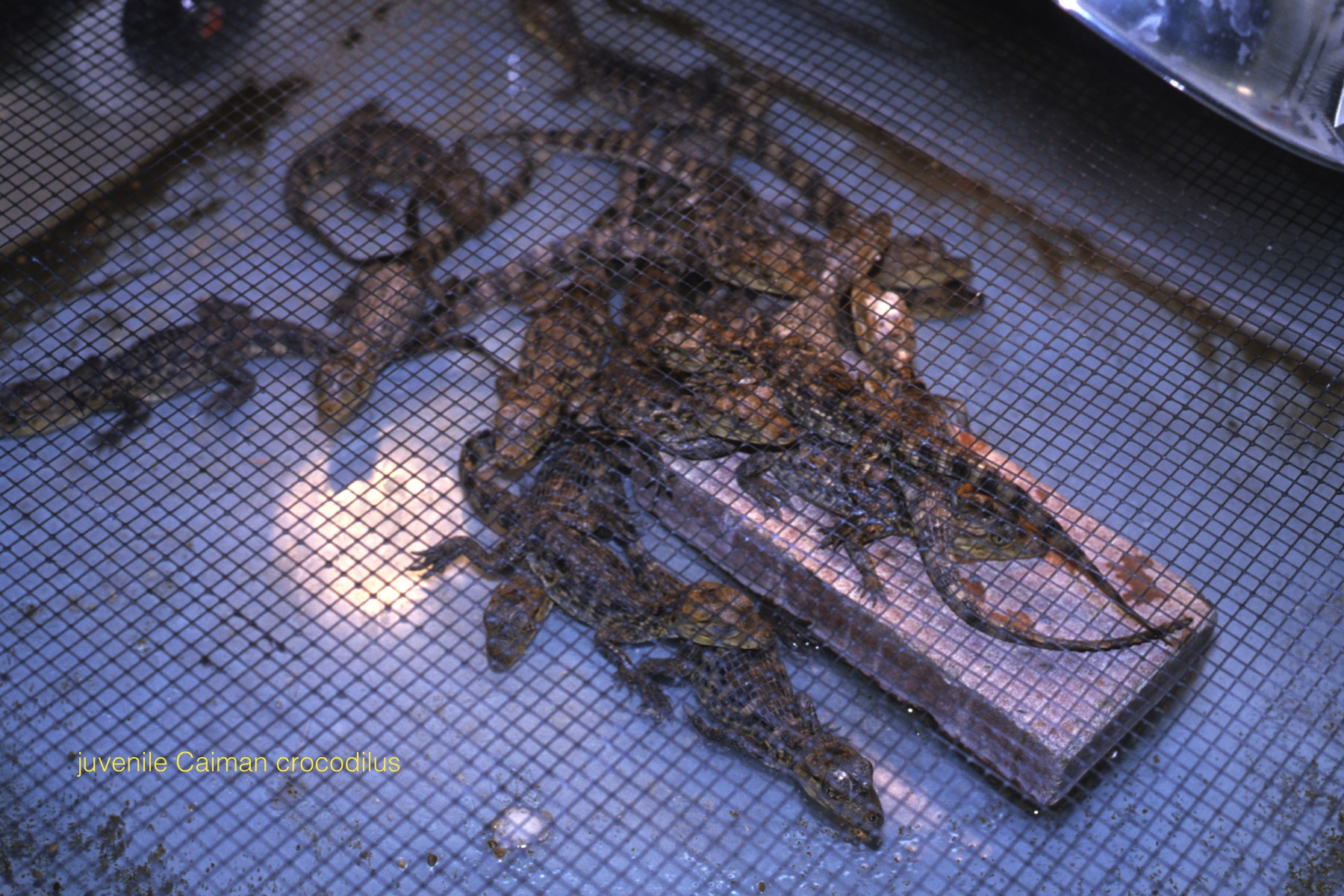 juvenile caiman .jpg