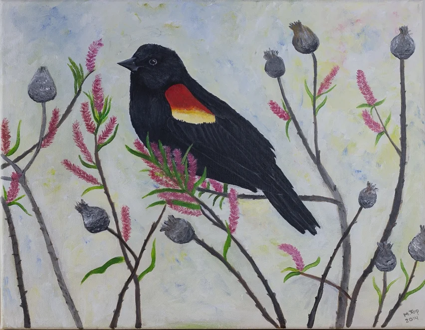 Red-winged blackbird