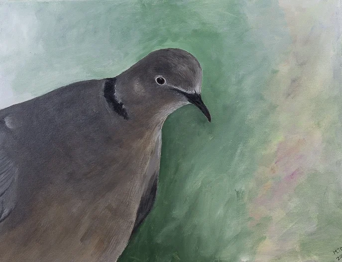 The pigeon