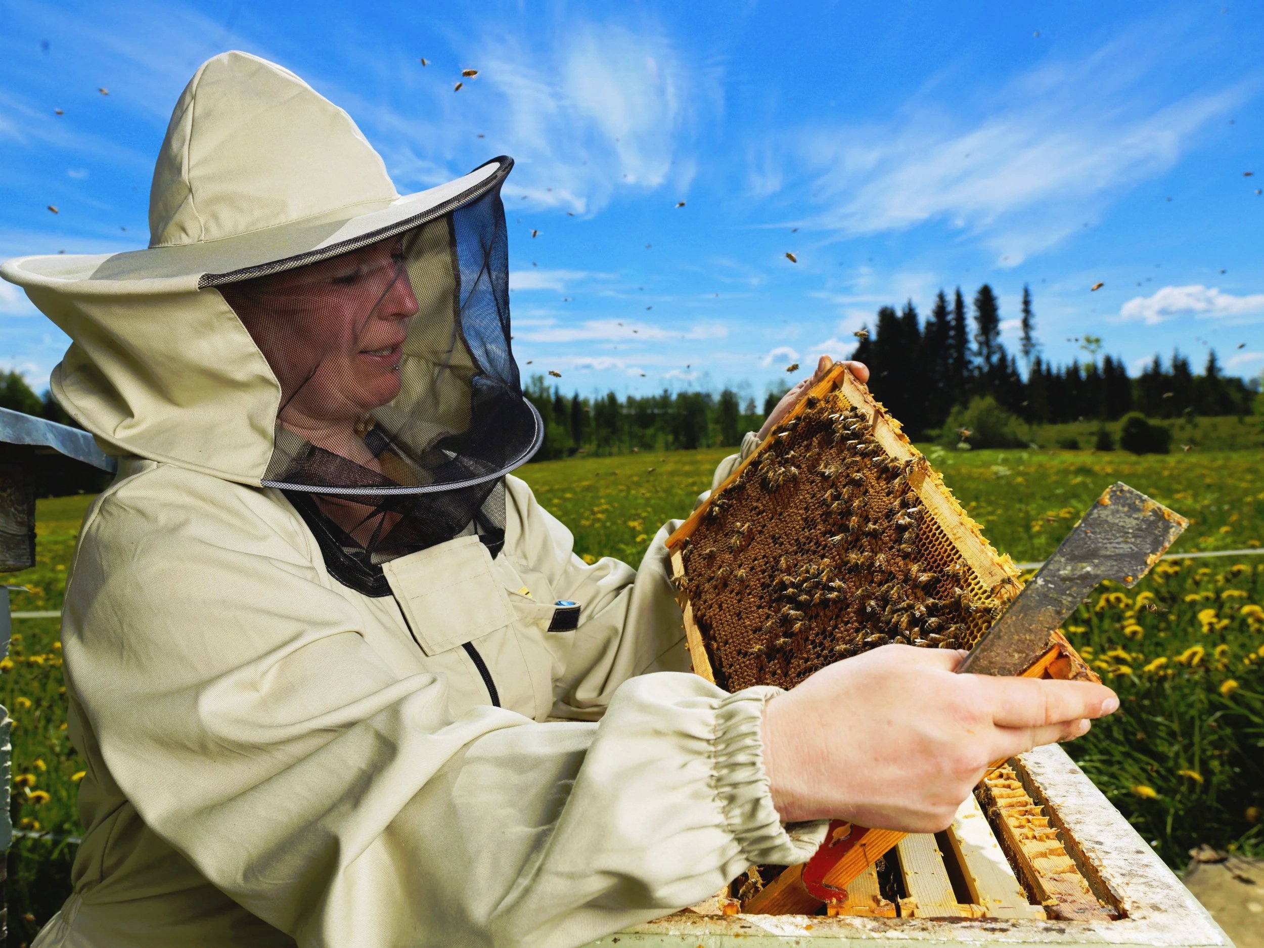 Metsämesi Oy (2024)