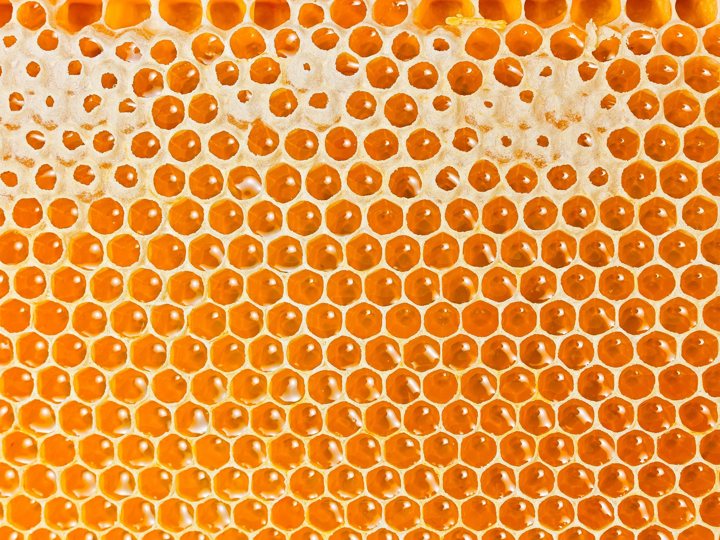 Metsämesi Oy, hunajakenno (2024).