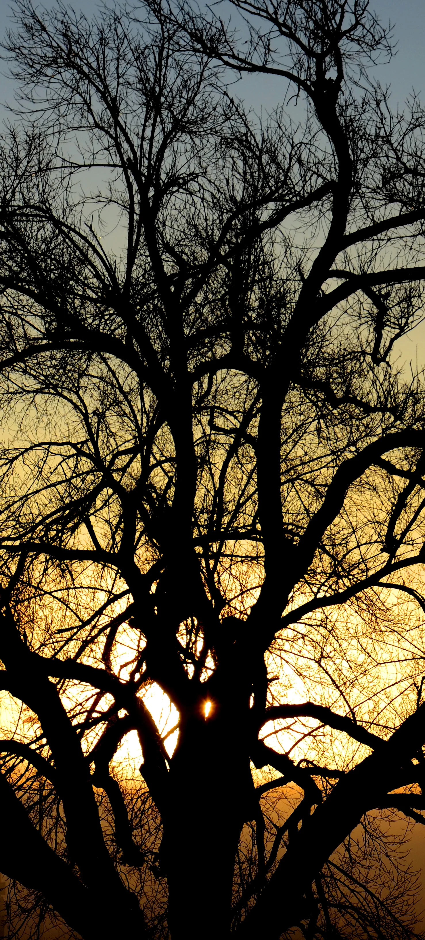 Heart of Tree Woman.JPG