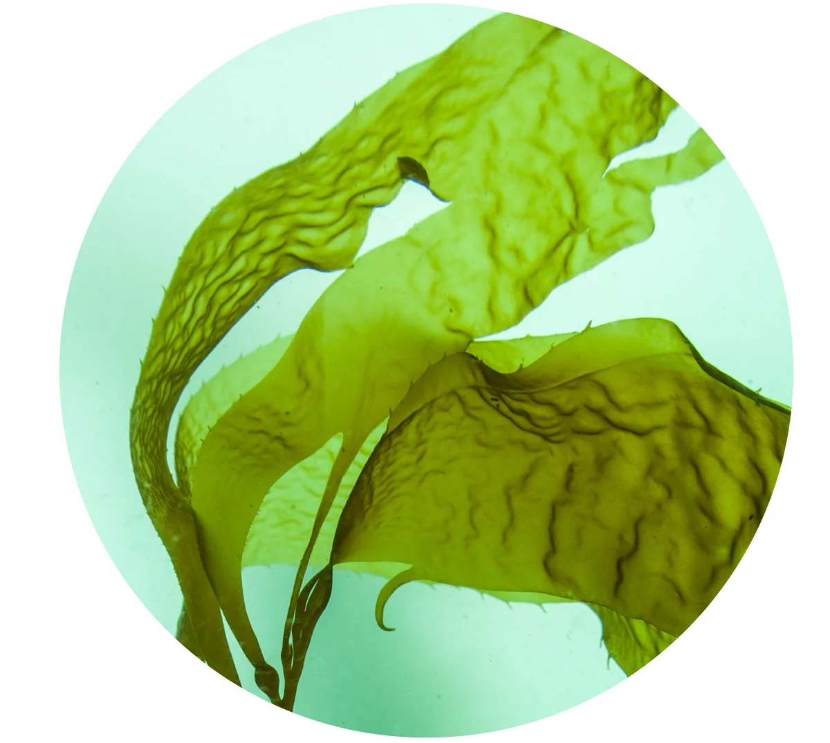 Icelandic kelp natural skincare.jpg