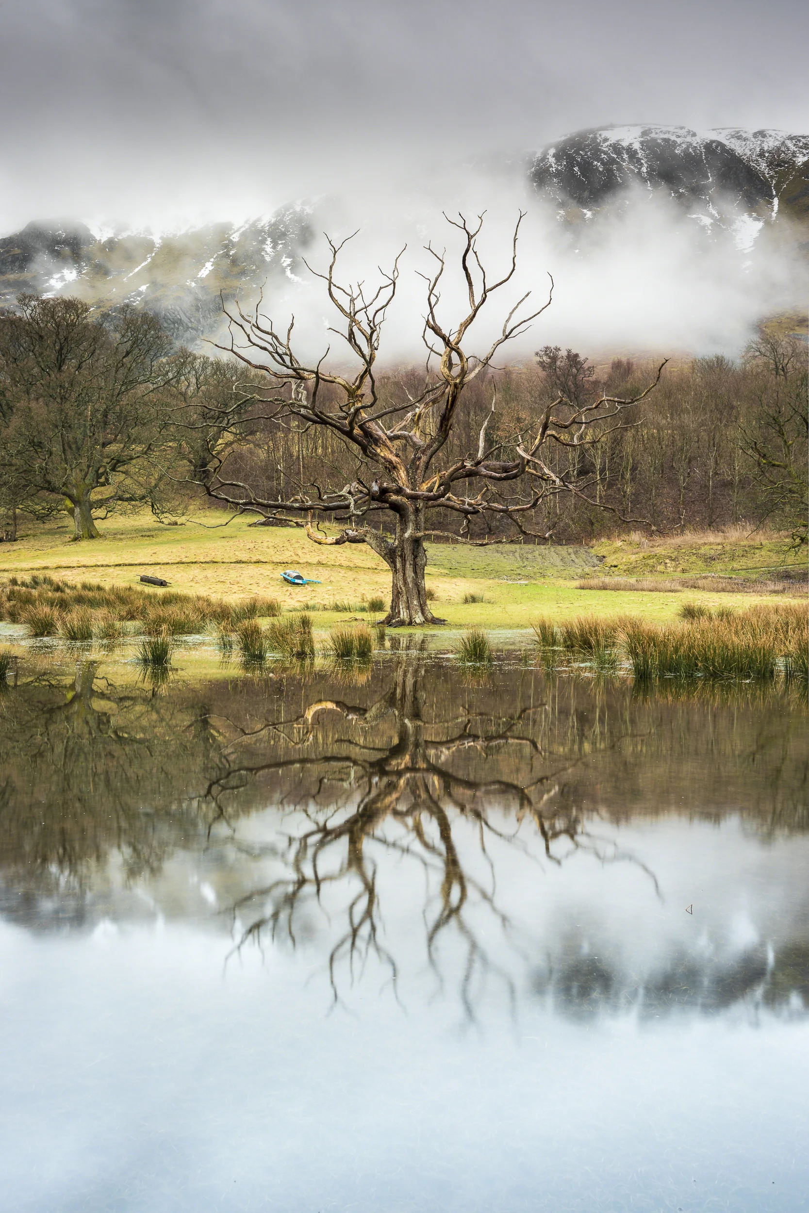 The Barren Tree.jpg