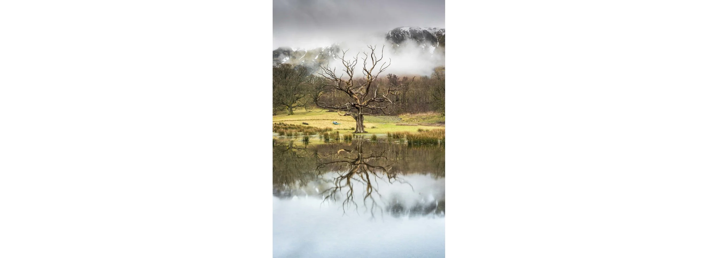 The Barren Tree Full Width.jpg