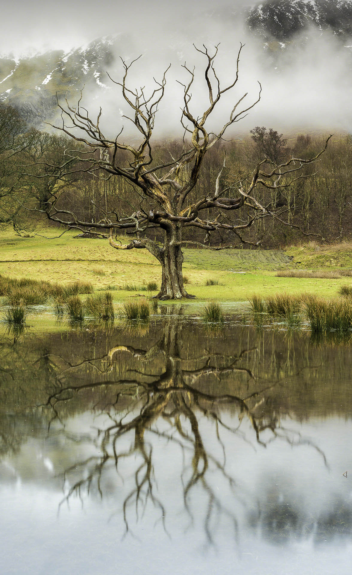 The Lifeless Tree - Blog Image 4x12.jpg