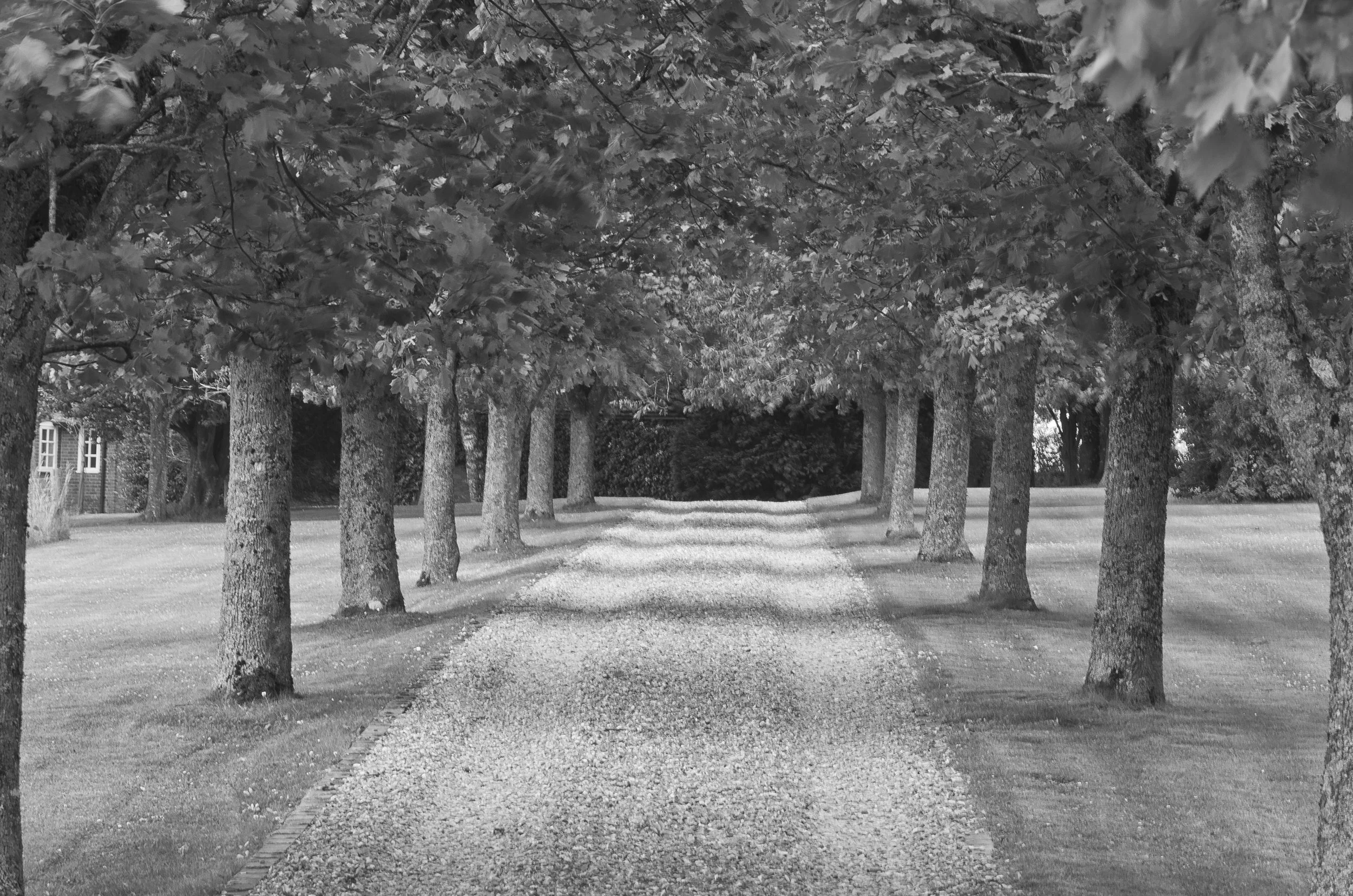 Tree Zebra Crossing-1.jpg