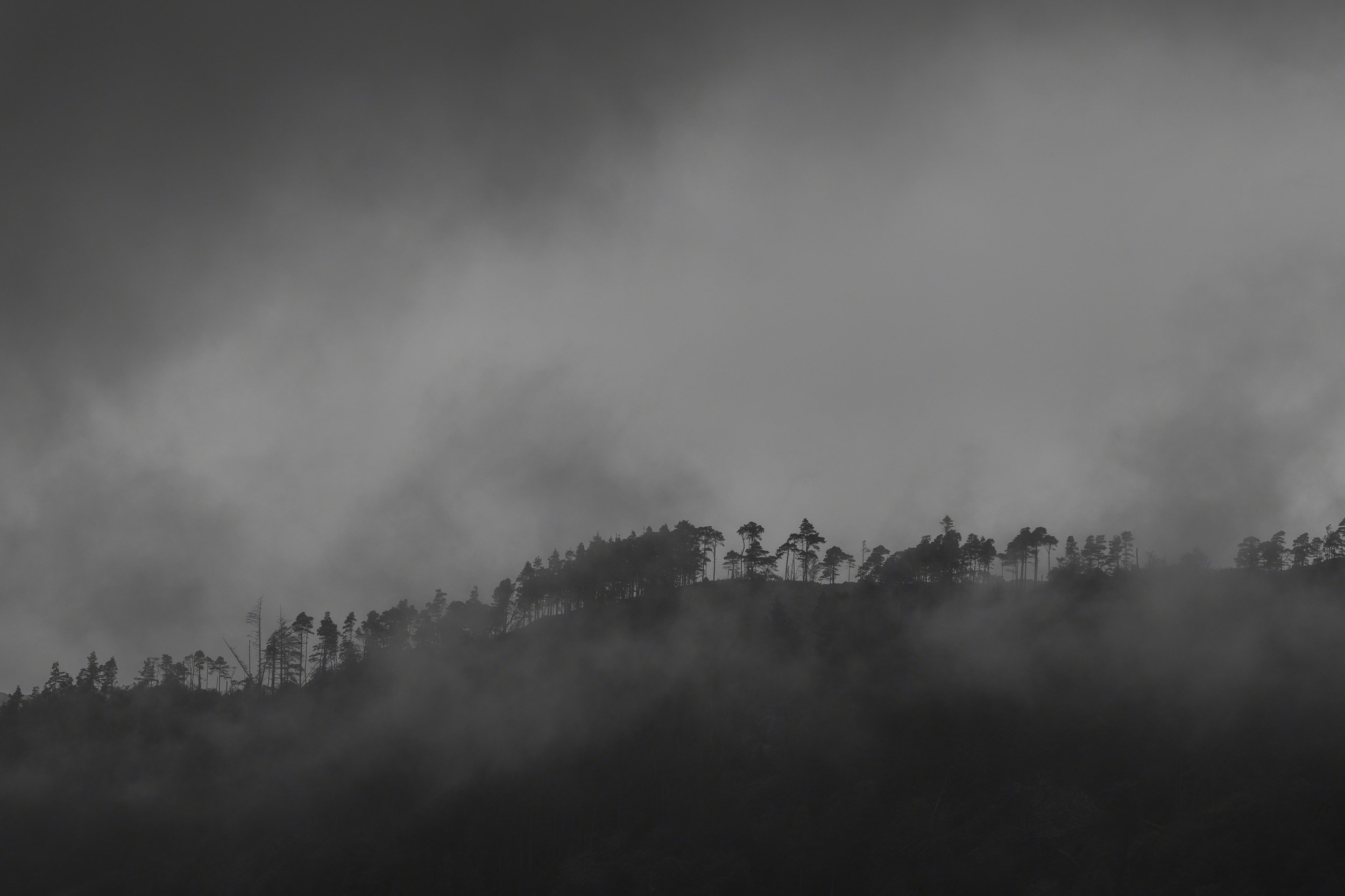 The Tree Line - Full Res.jpg
