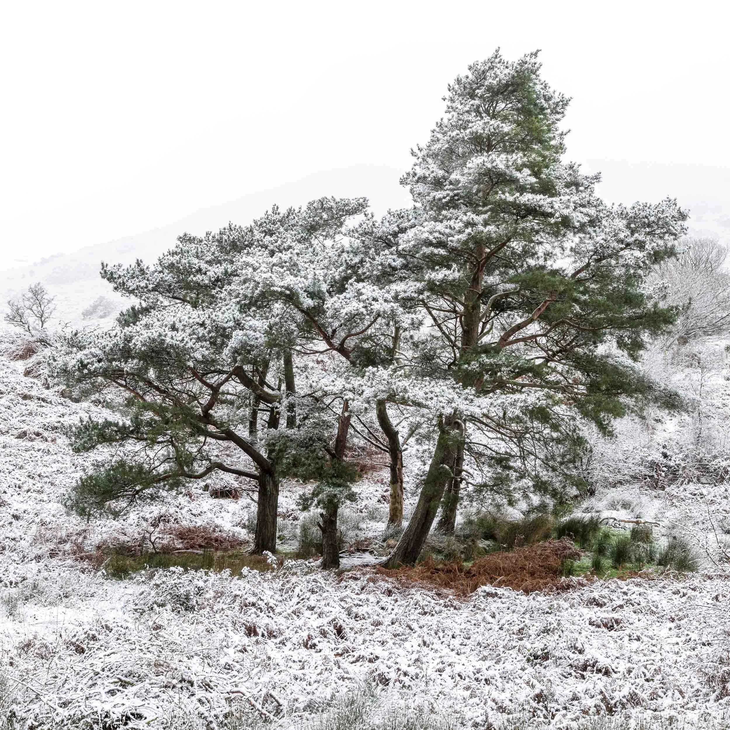 Winter Trees - Low Res.jpg