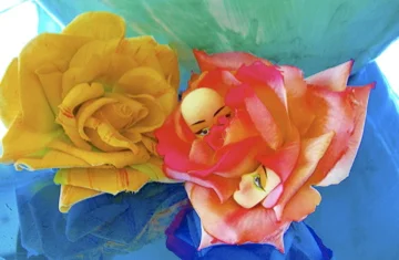 6_Two Faced Rose.JPG