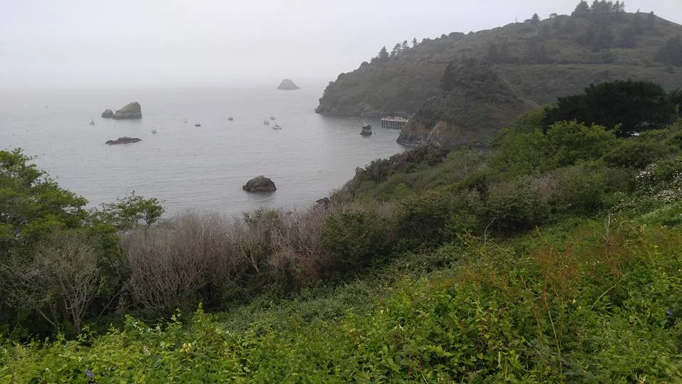 beautiful arcata coast.jpg