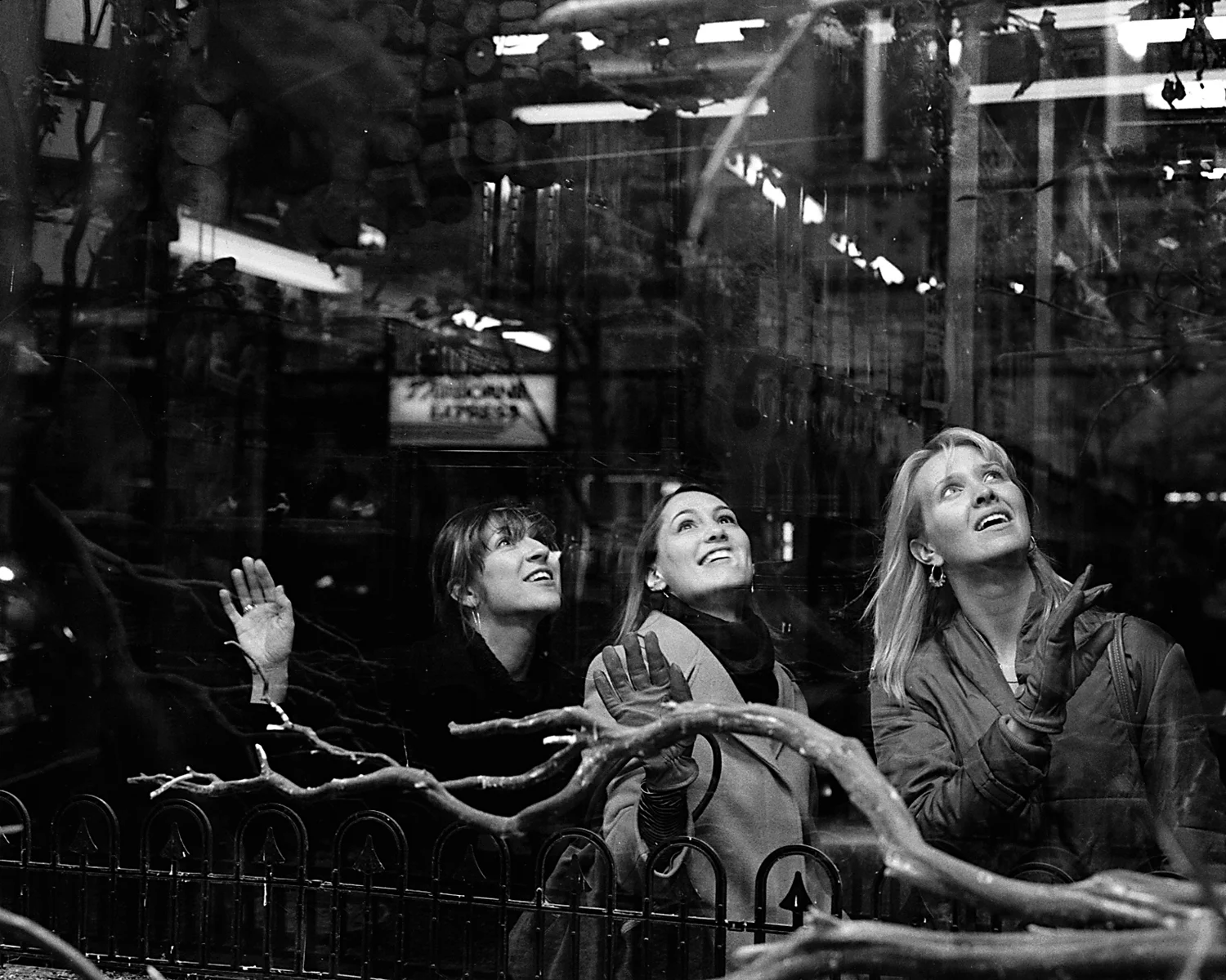 Bird Shop , 2002/2004 Silver gelatin print 20 x 24 inches
