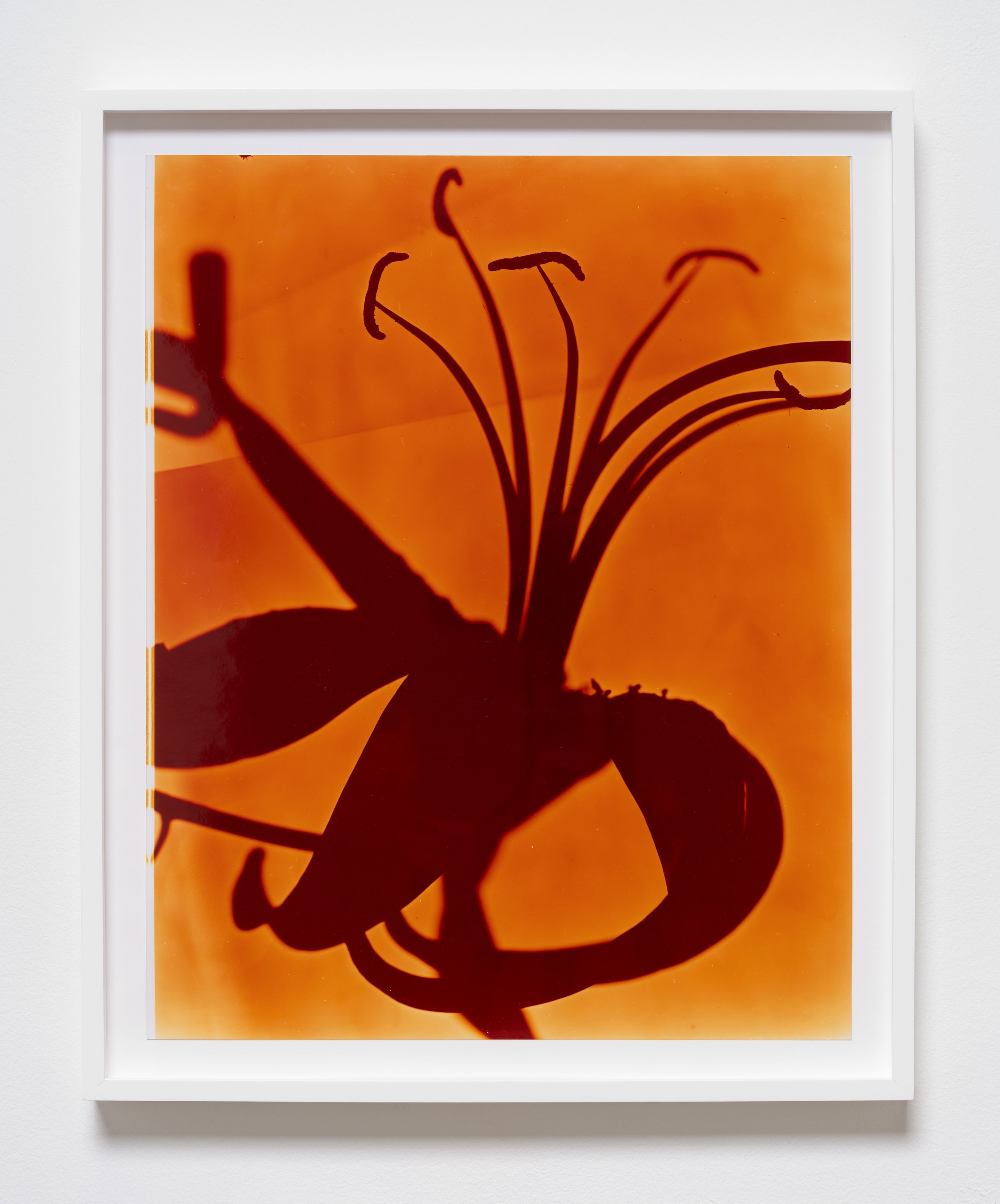   Lily Head Orange , 2005 Chromogenic print 22 3/4 x 18 3/4 x 1 1/2 inches (framed) 