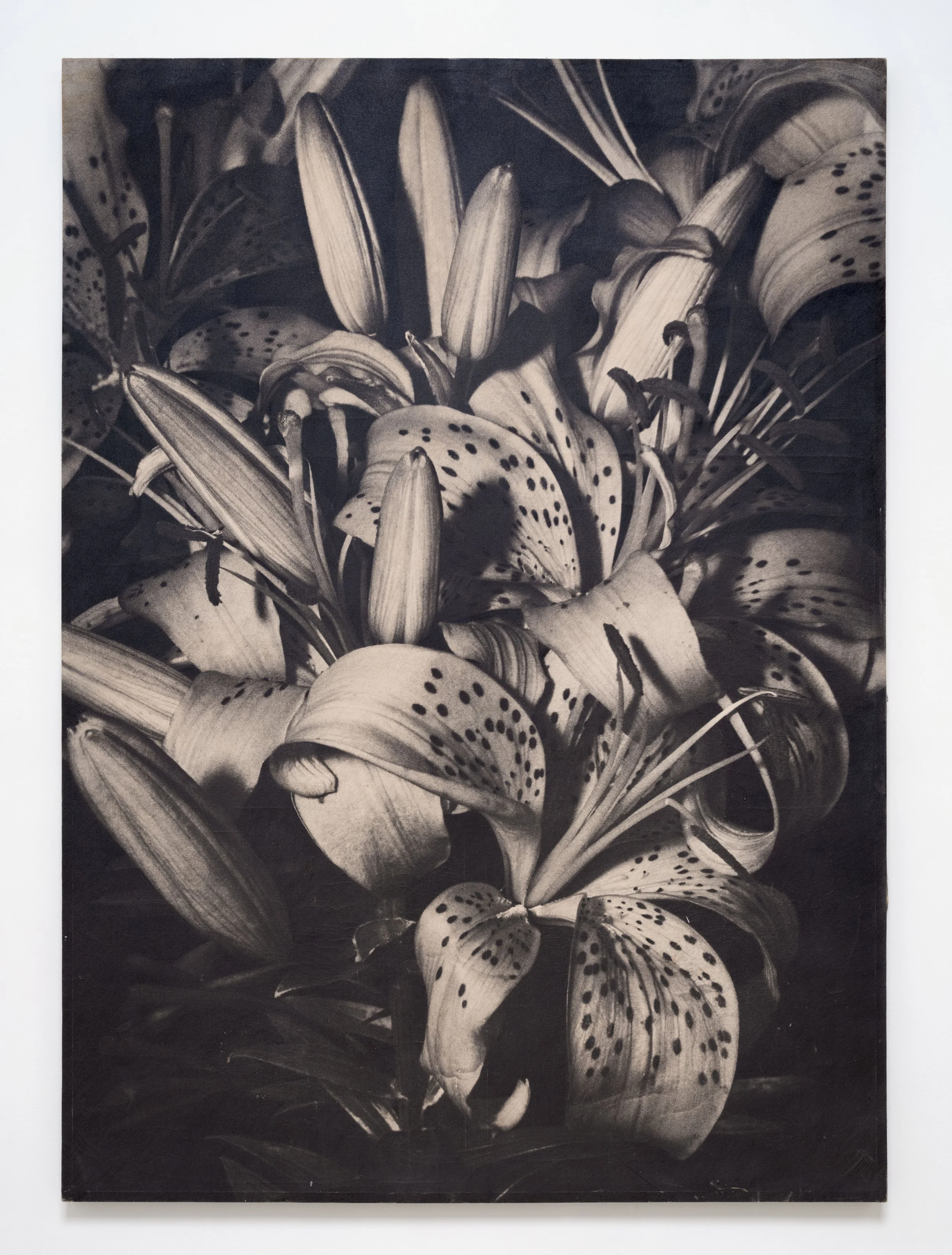   Lilies , 1970-1971 Photo emulsion and graphite on canvas 84 1/4 x 60 1/2 x 1 3/4 inches 