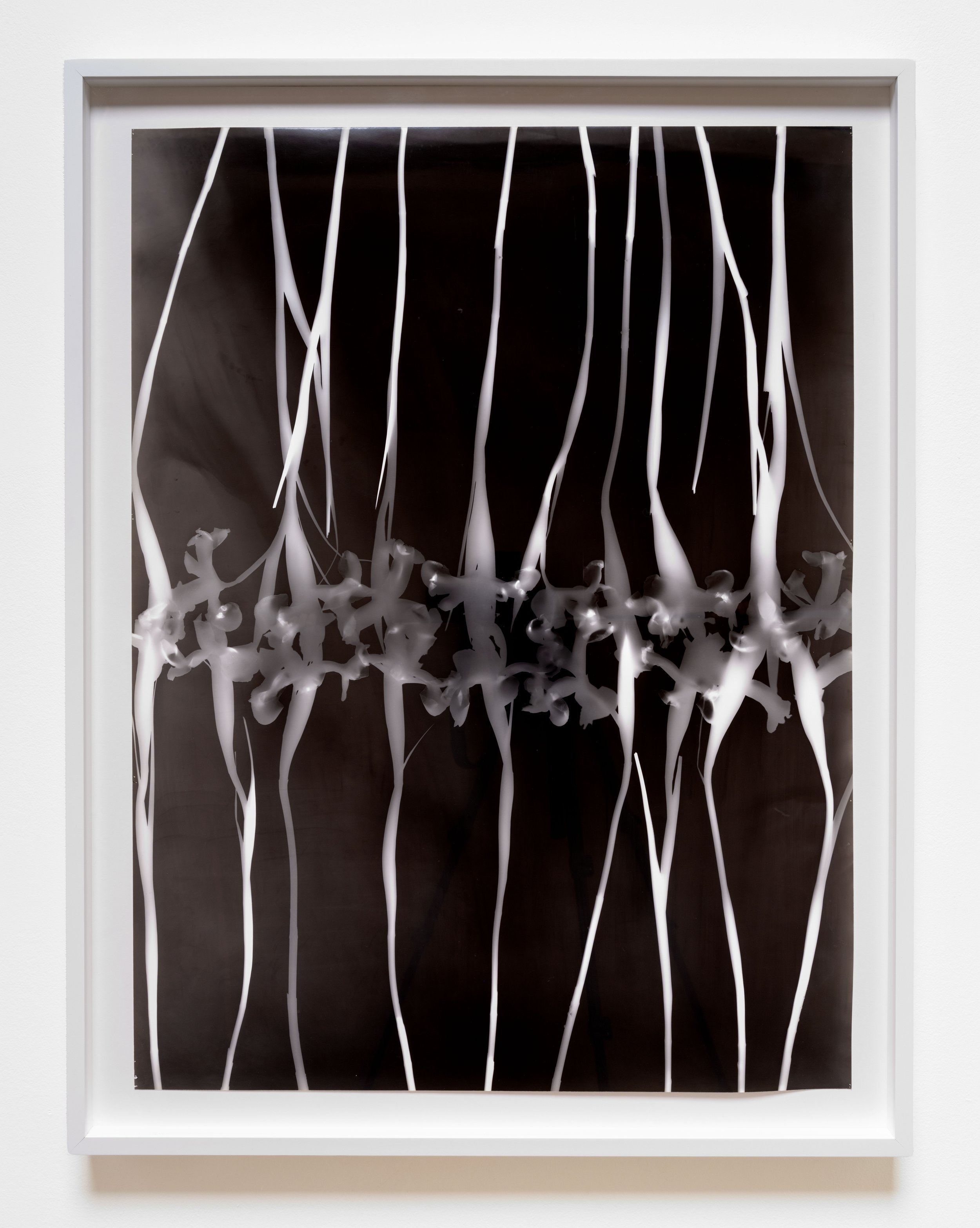   Stacks, Irises , 1996 Gelatin silver print 44 3/4 x 34 3/4 x 2 inches (framed) 