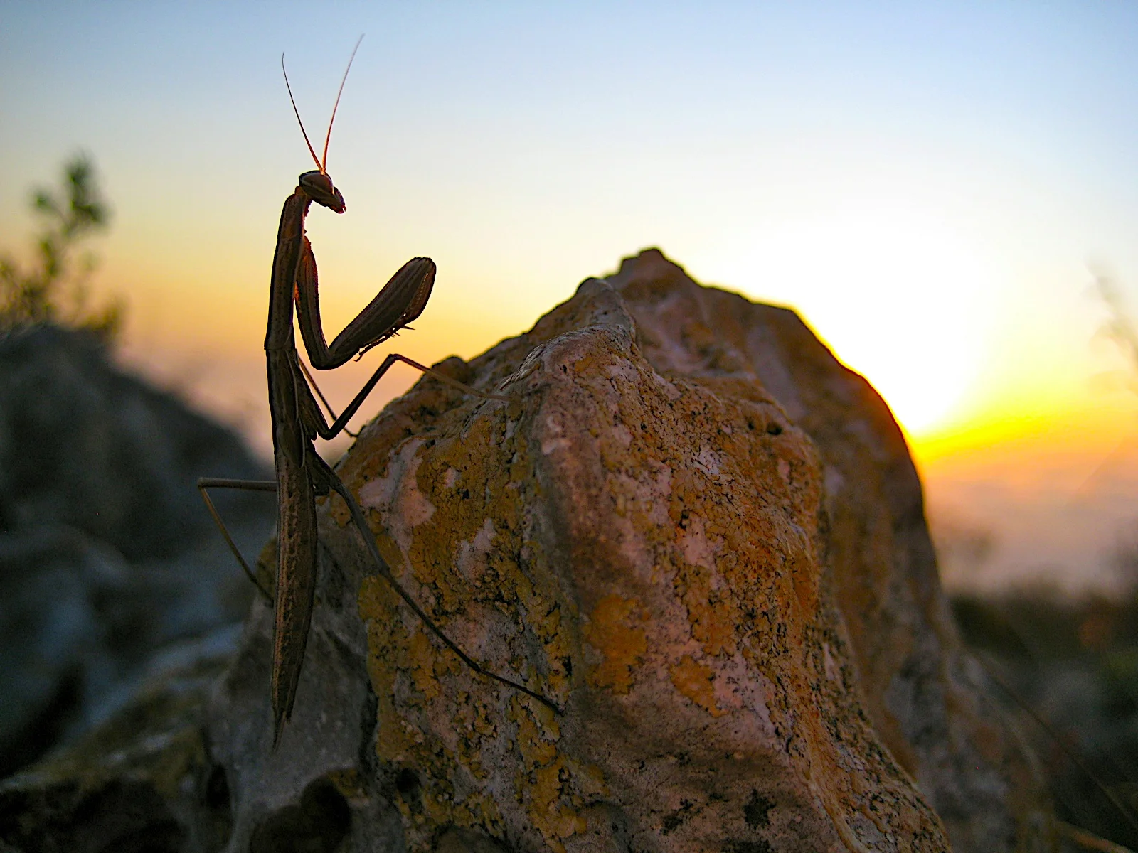 praying-mantis-denia-montgo-IMG_0294.JPG