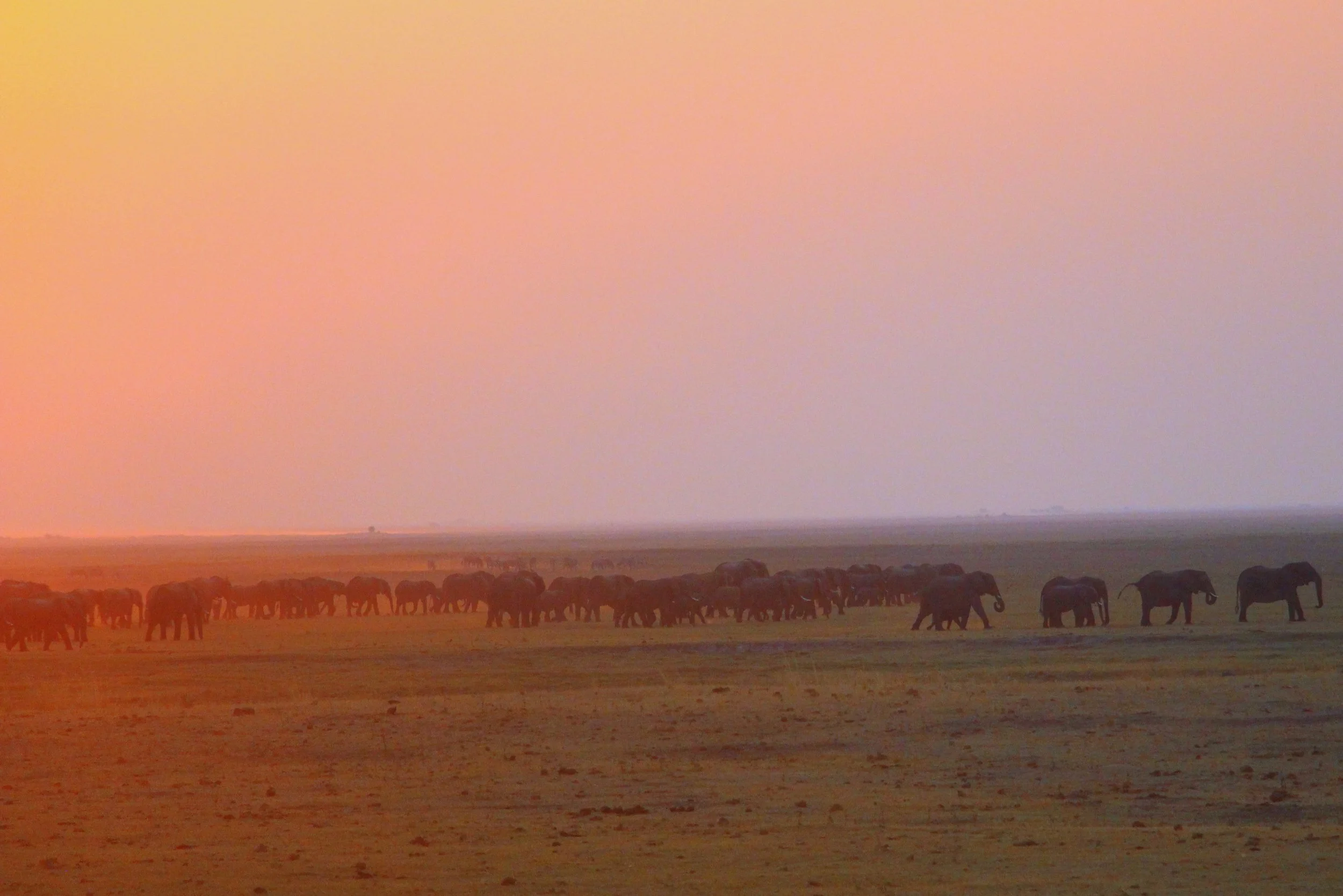 Botswana or Bust- The Okavango and Chobe
