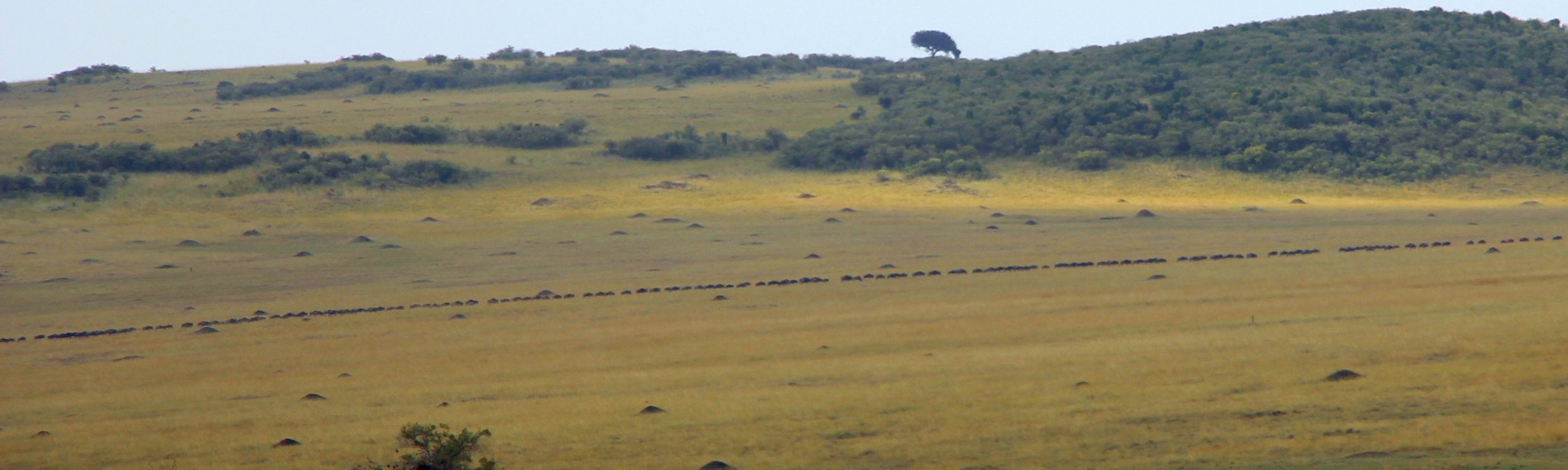 Wildebeests migrate in a straight line and you can see it stretch across the entire horizon!