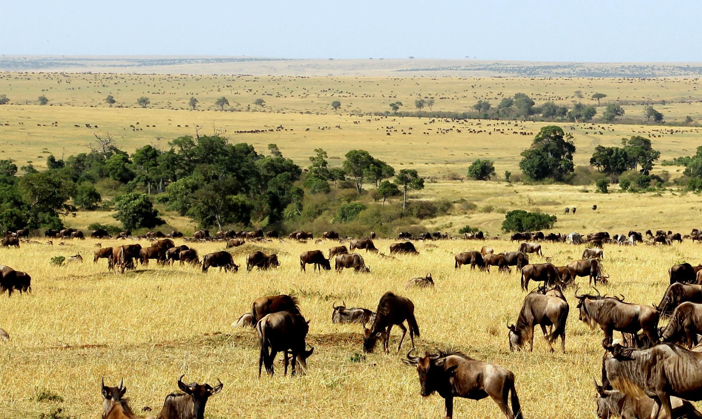 The Great Migration: Safari on Steroids