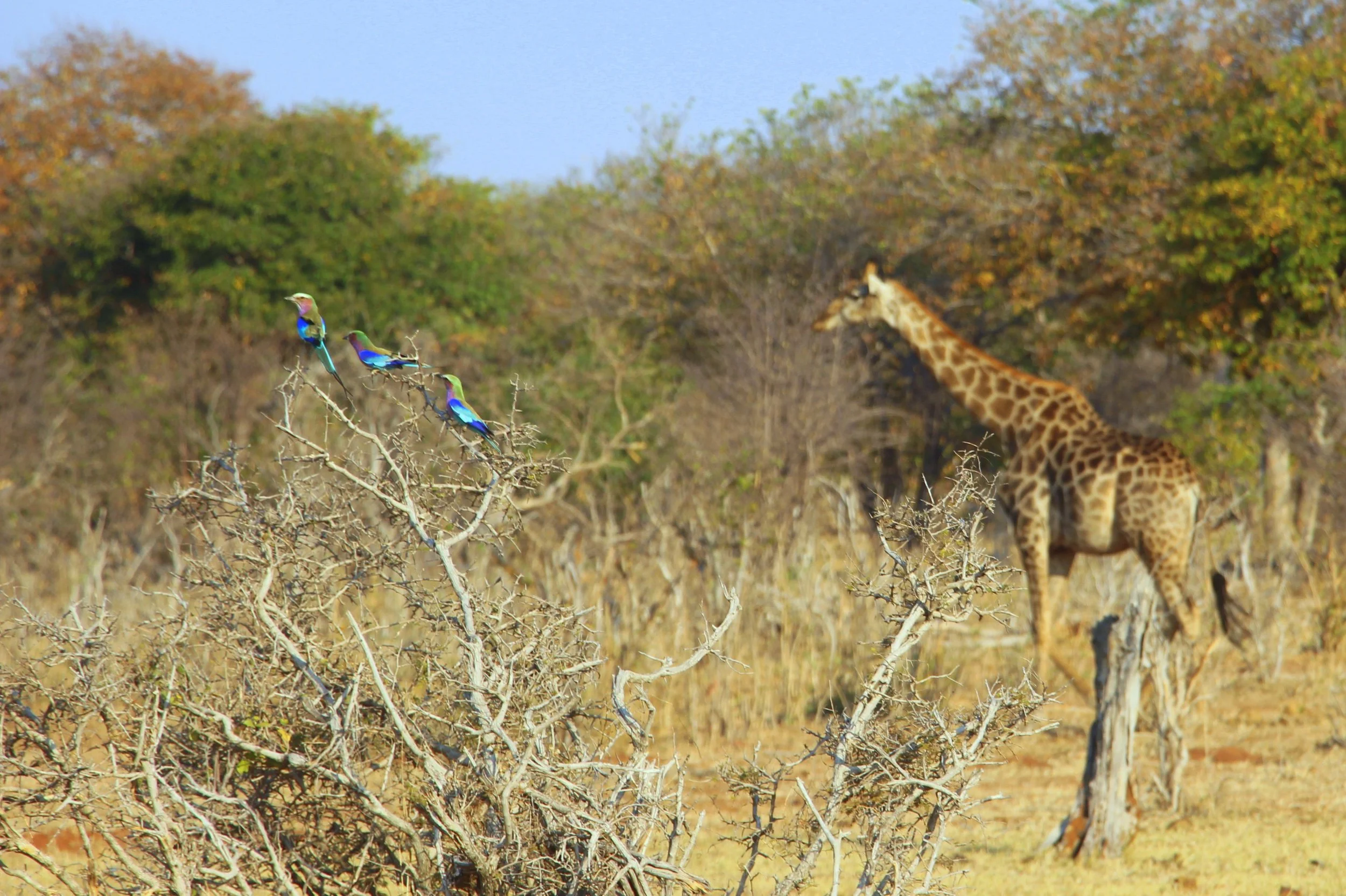 Our Favorite Animal Facts from Botswana