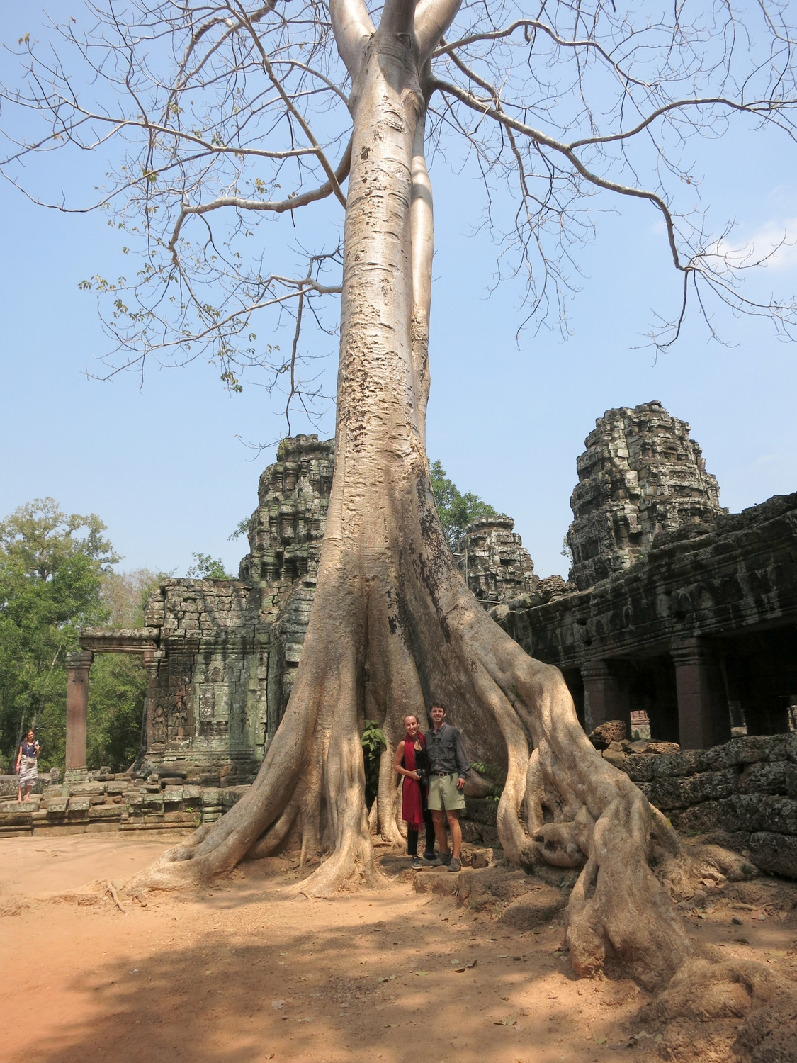 Angkor Tree