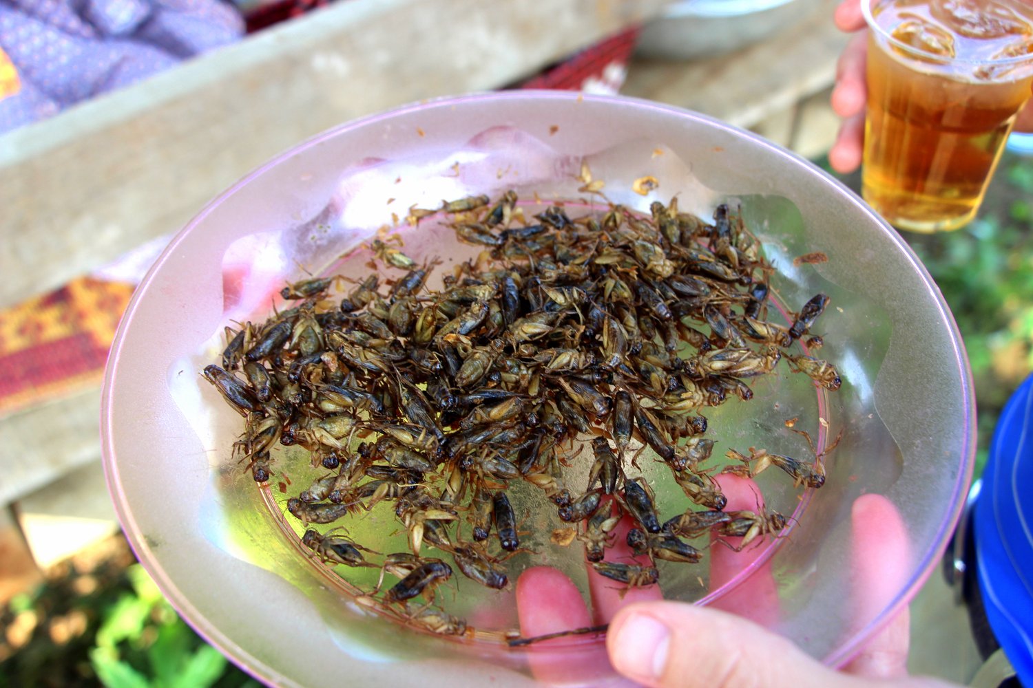 Crunchy crickets were....crunchy.