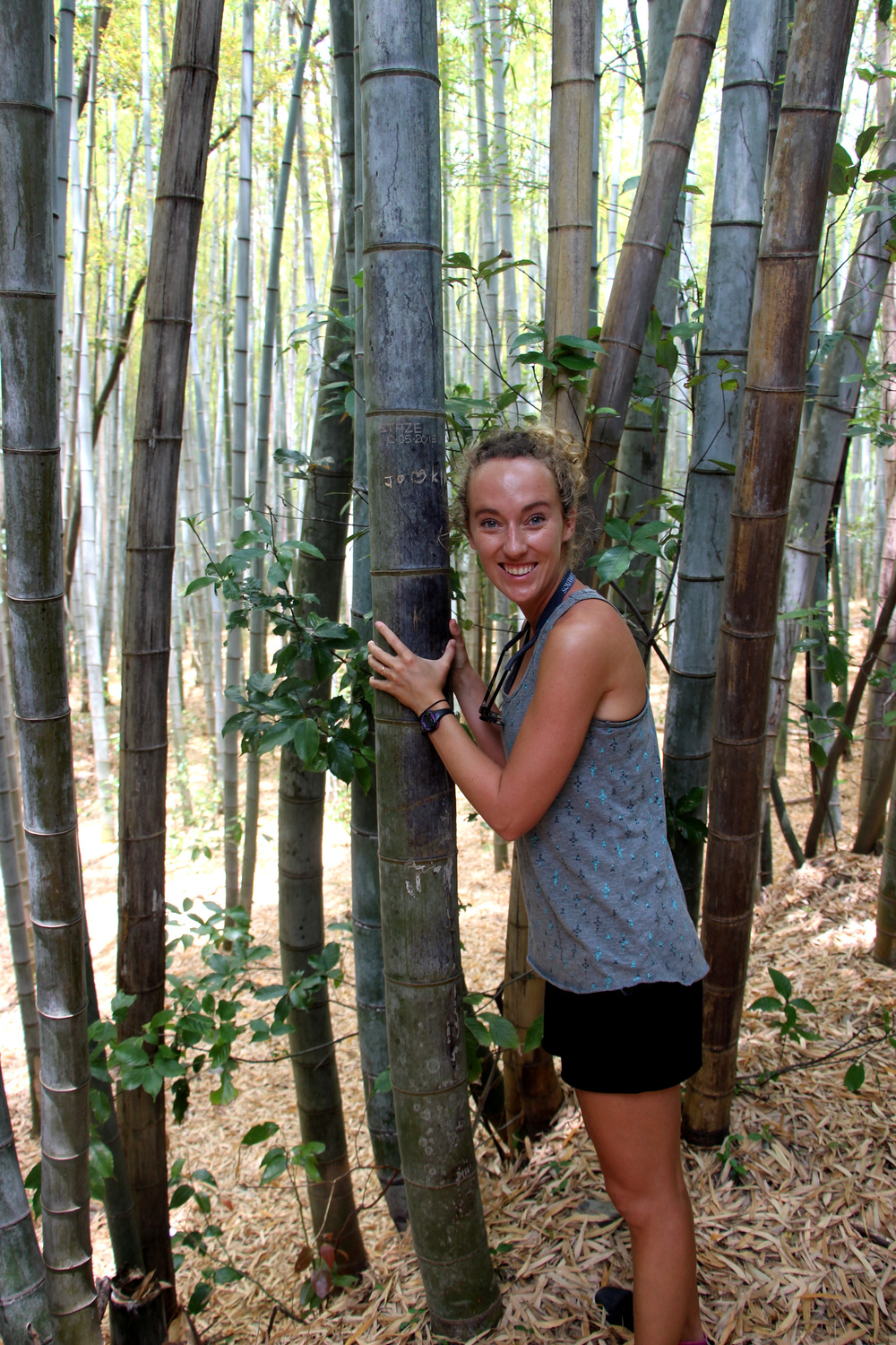 Bamboo Forrest