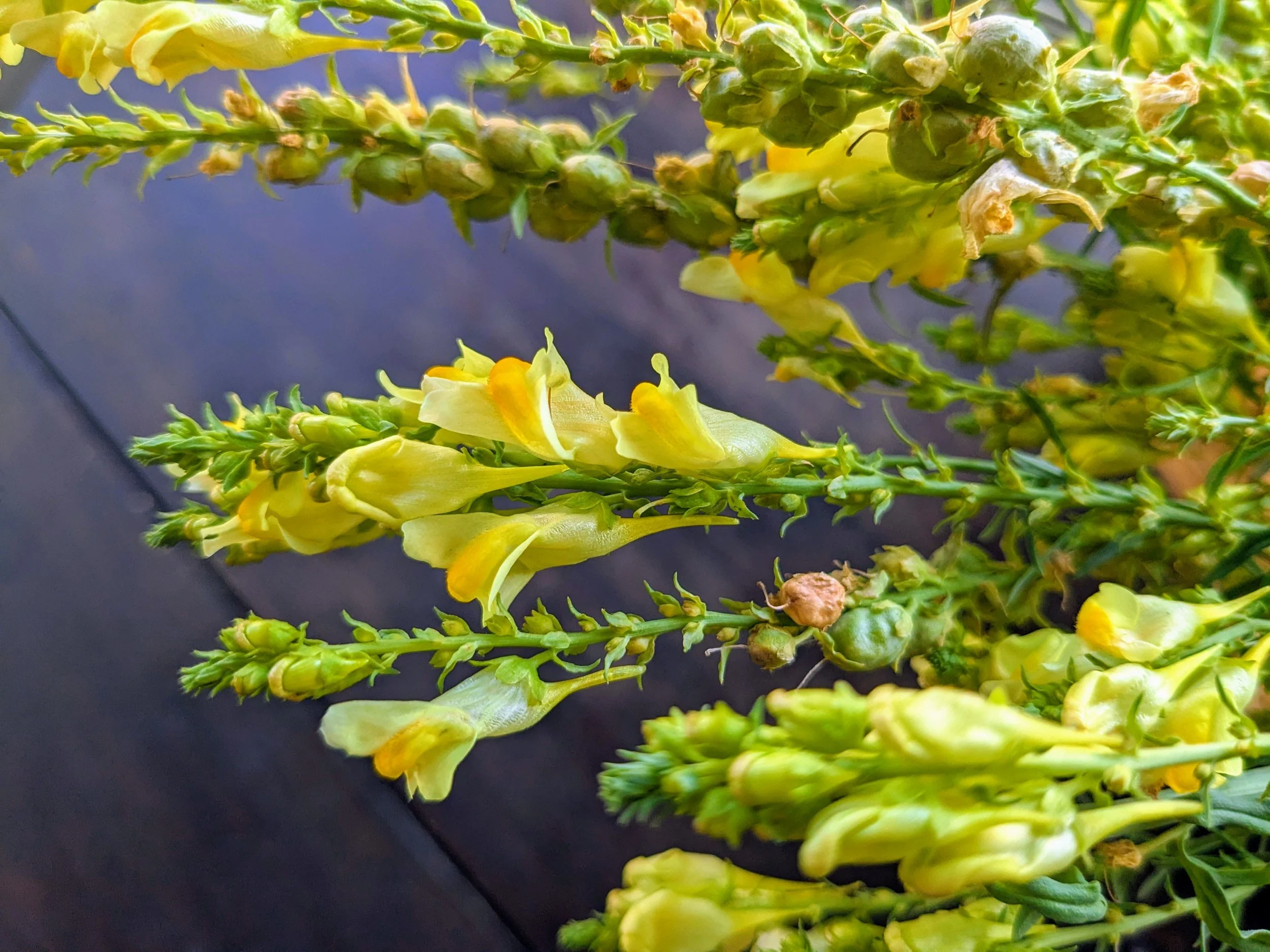 Summer Harvesting