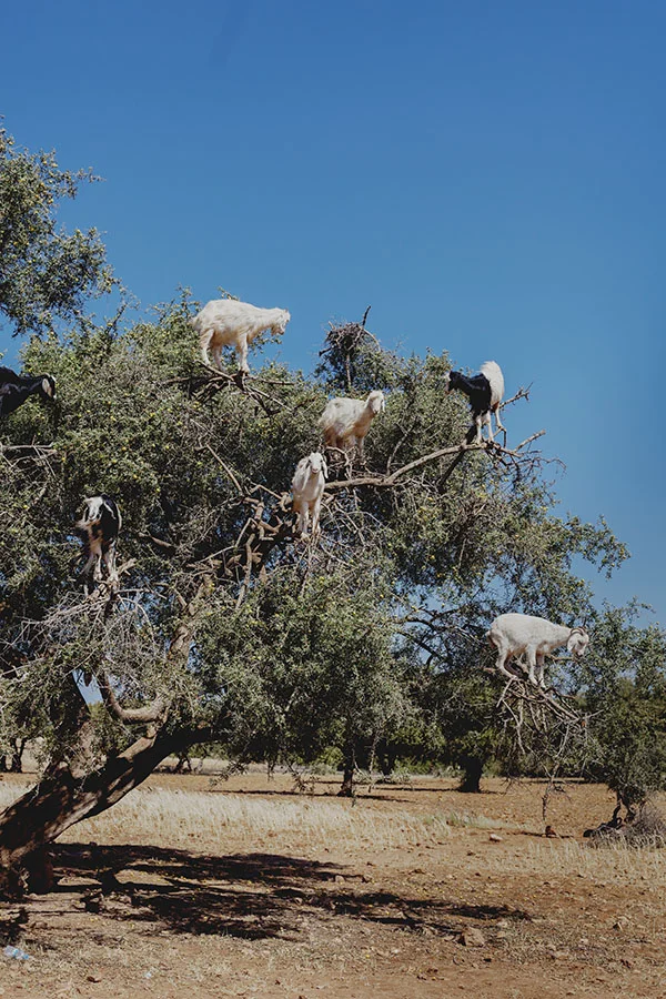 Argan tree