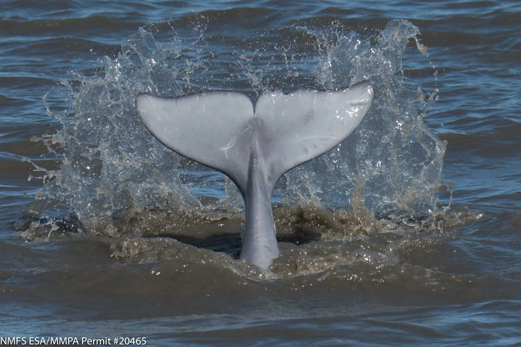 (Photo credit: Paul Wade, NOAA)