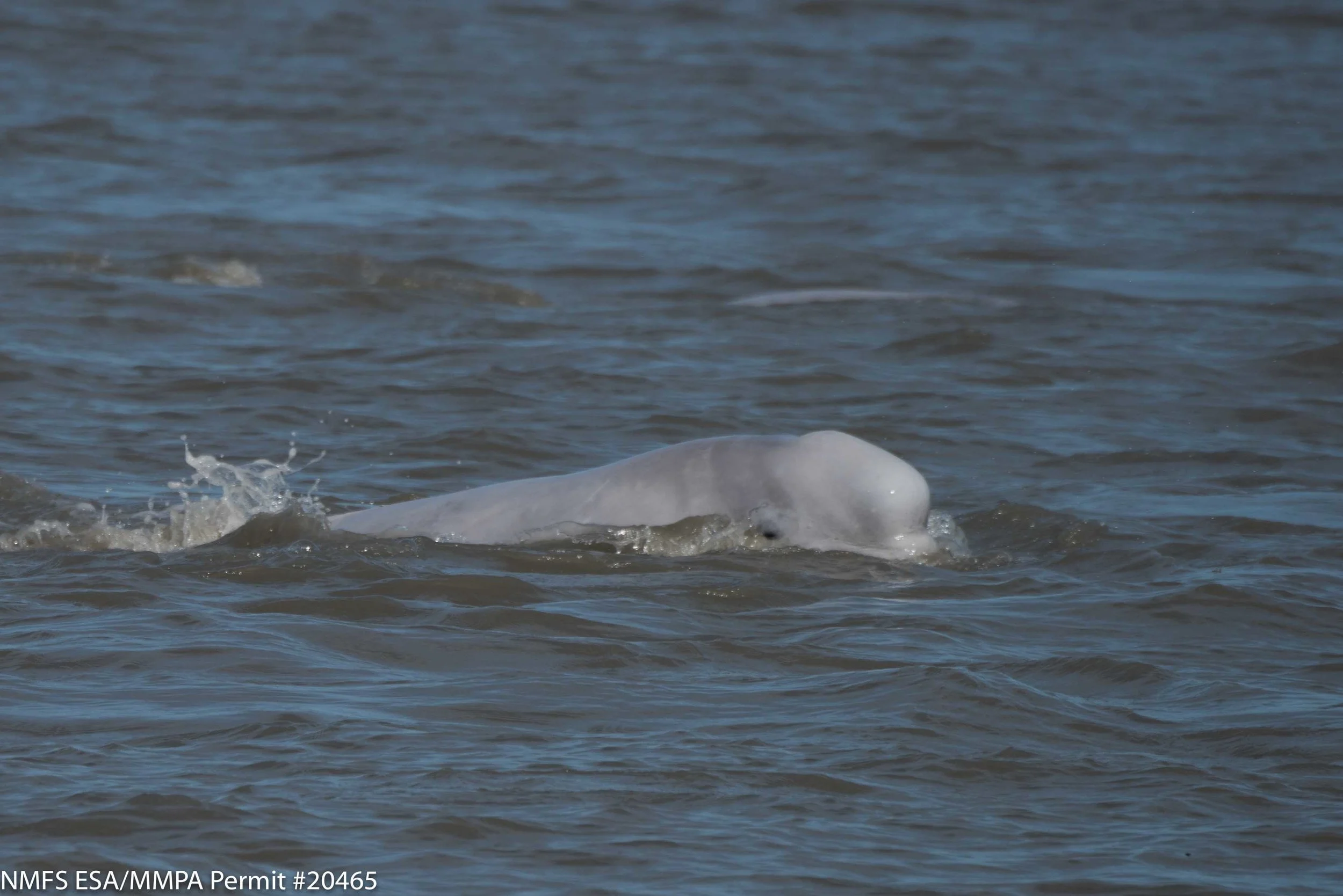 A beluga whale in Cook Inlet, Alaska. (Photo credit: Paul Wade, NOAA)