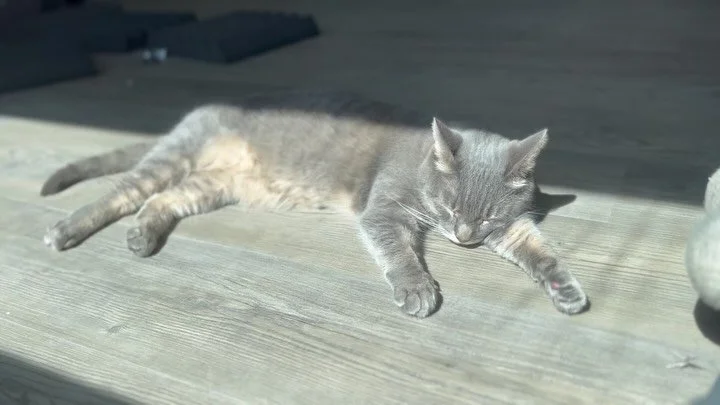 Have you ever heard a cat snore? 😴