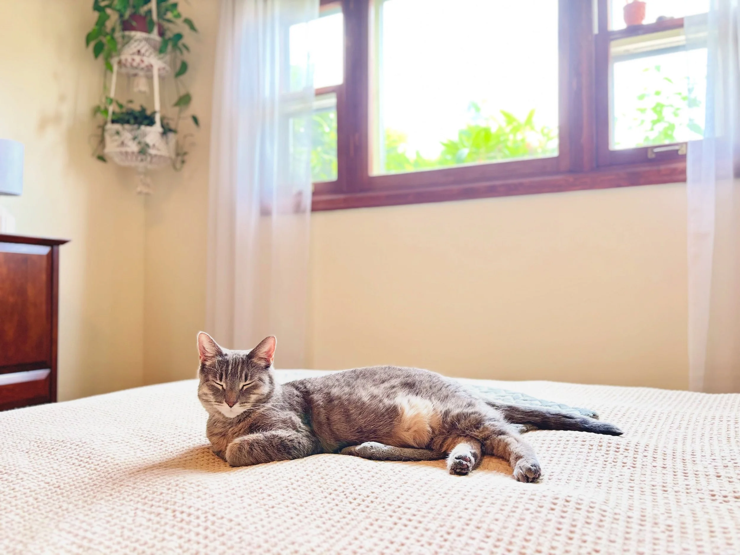 &ldquo;Happiness is a warm cat&rdquo;
