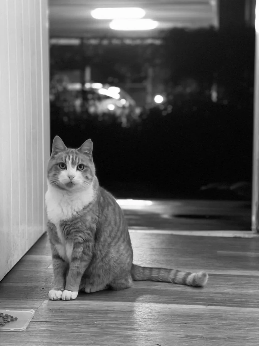 cat(mr.ginge)heic - Honest Pet Collective.jpg
