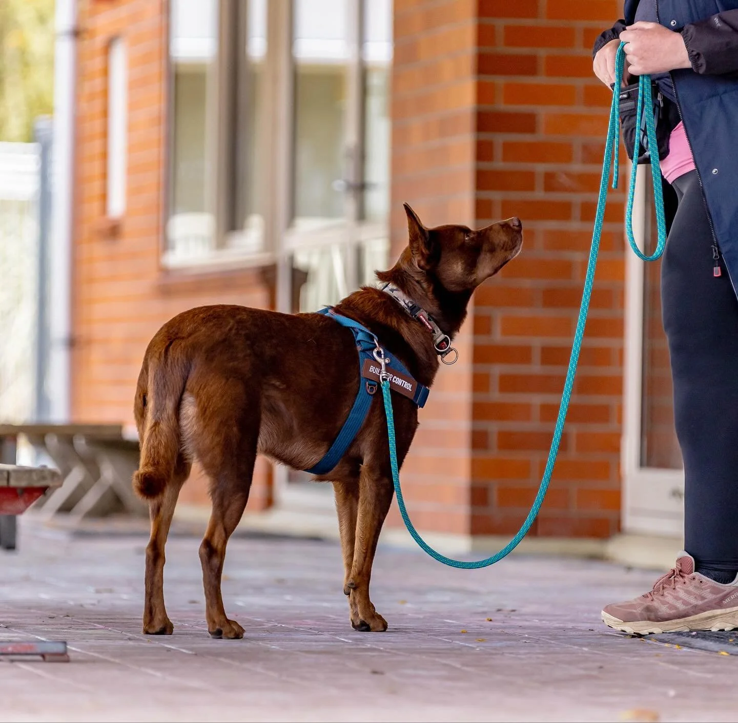 Hey dog lovers! Do you compete in dog sports? 
We fell in love with scentwork when Gordo was just 9 months old, and it's been an incredible journey. 
We've learned so much about each other and made amazing friends. 
Thanks to @floofyphotography fo