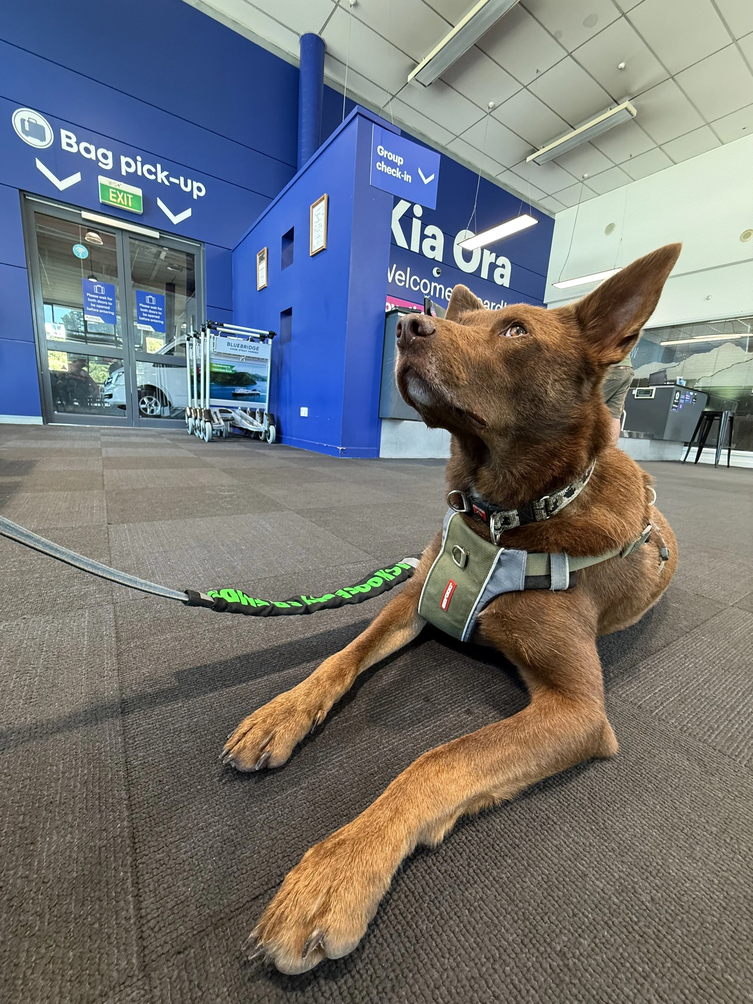 Come sail on the Bluebridge Ferry with us!
