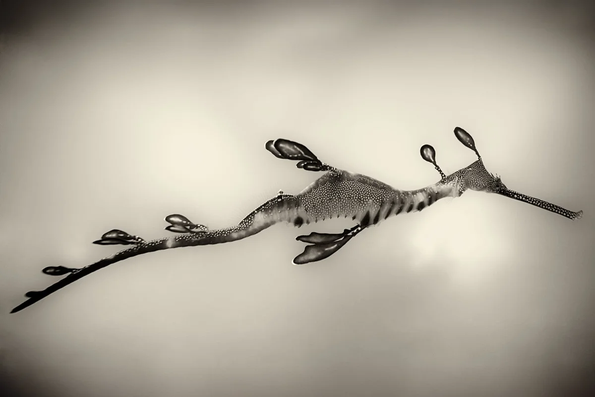Liam Lynch - Dragon's Best Side