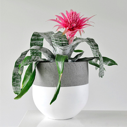 Concrete Tall Pot Paint colour can be selected as top, bottom or middle band of pot. Colour choices: Black, White or Gold Medium (300mm W x 300mm H) $135.00 Large (400mm W x 400mm H) $185.00 E Large (500mm W x 500mm H) $245.00