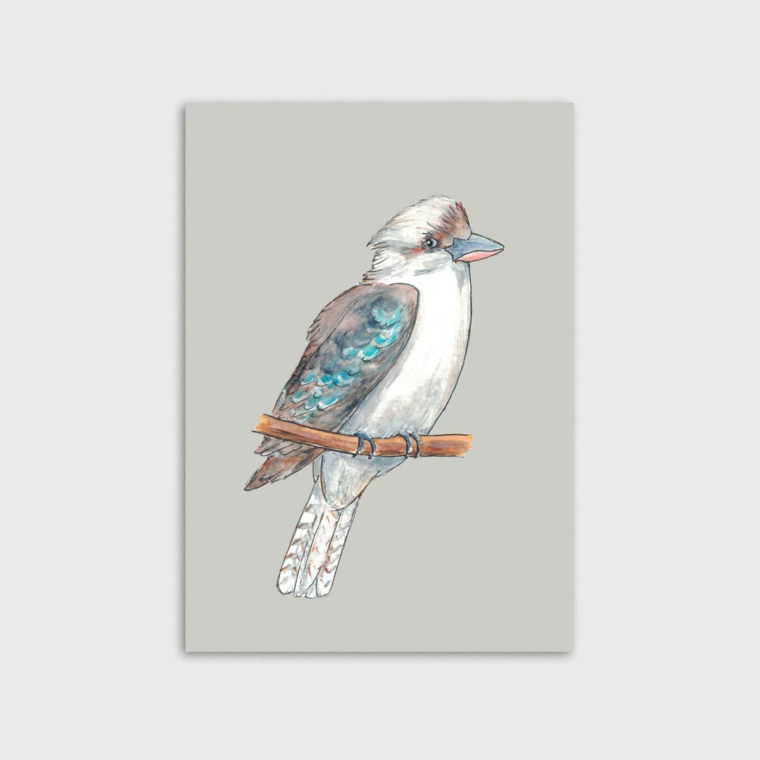 Kookaburra
