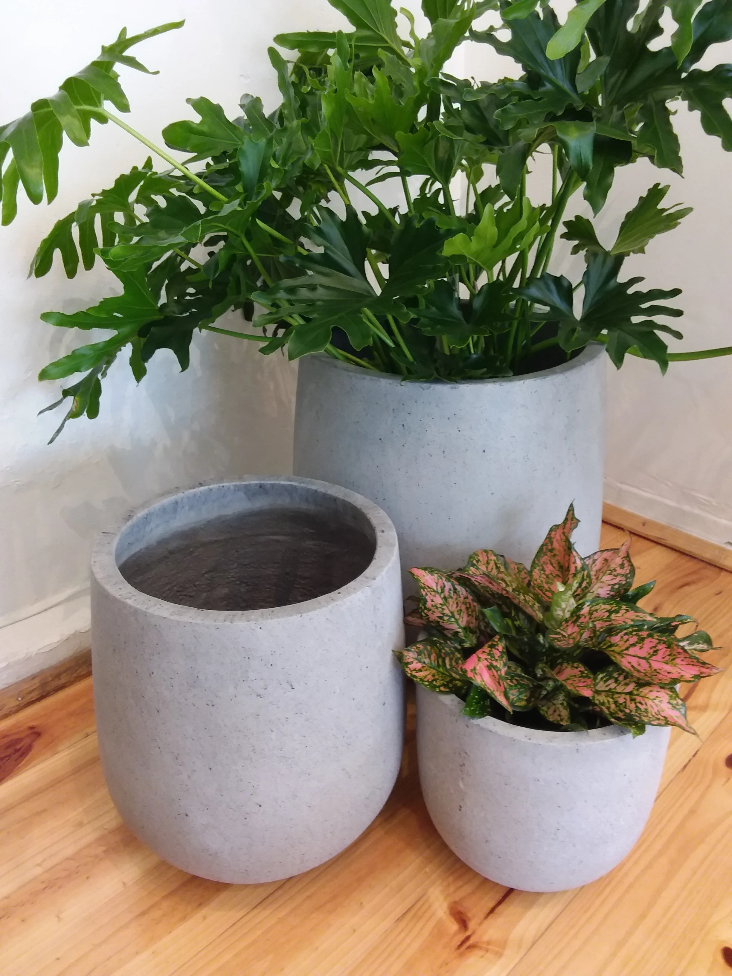 Concrete Tulip Pots Colour Choices: Concrete or White Medium (280mm W x 300mm H) $110.00 Large (380mm W x 425mm H) $145.00 E Large (500mm W x 550mm H) $220.00