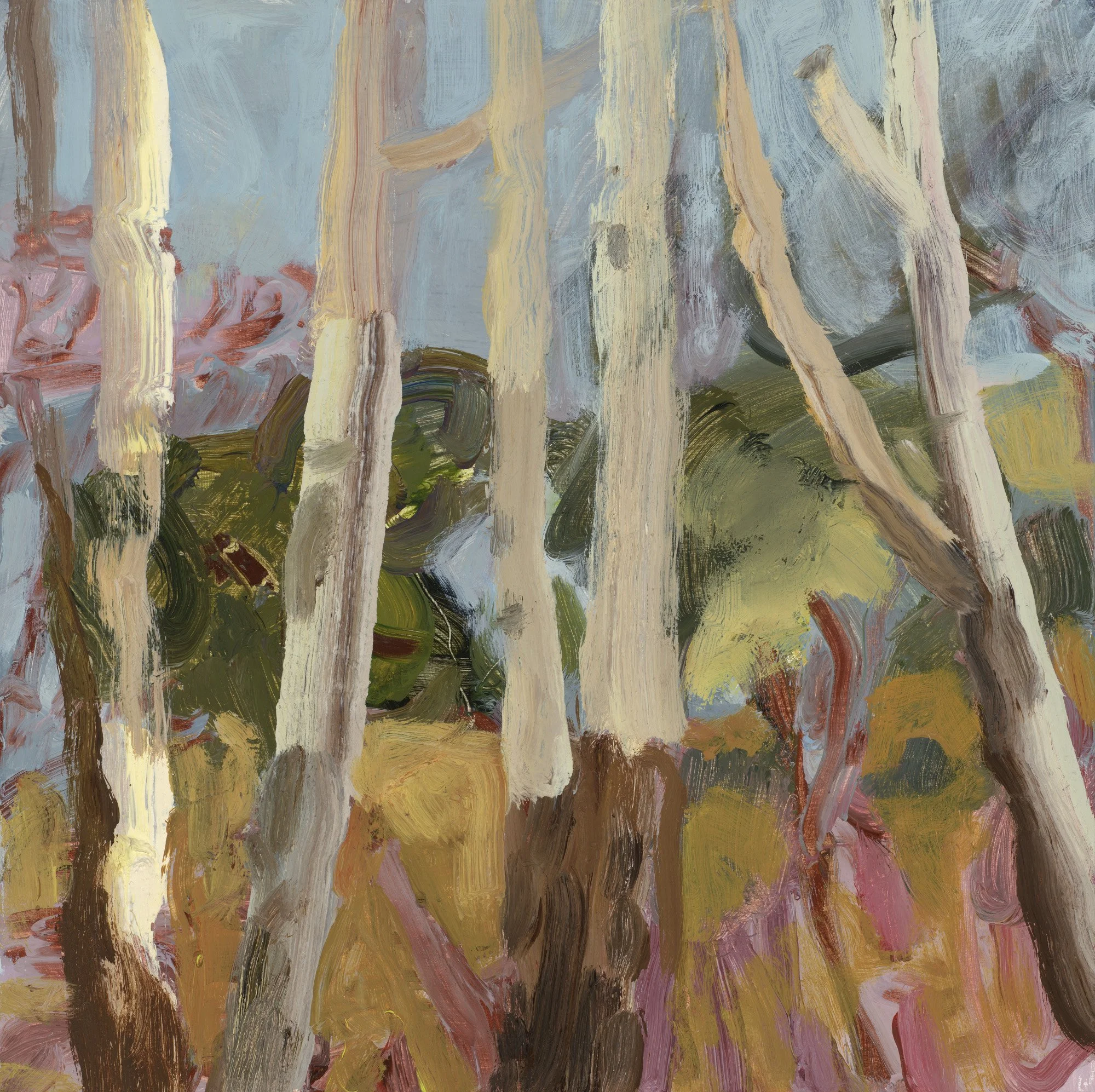 Madeline Sewall - Gums and Wattle