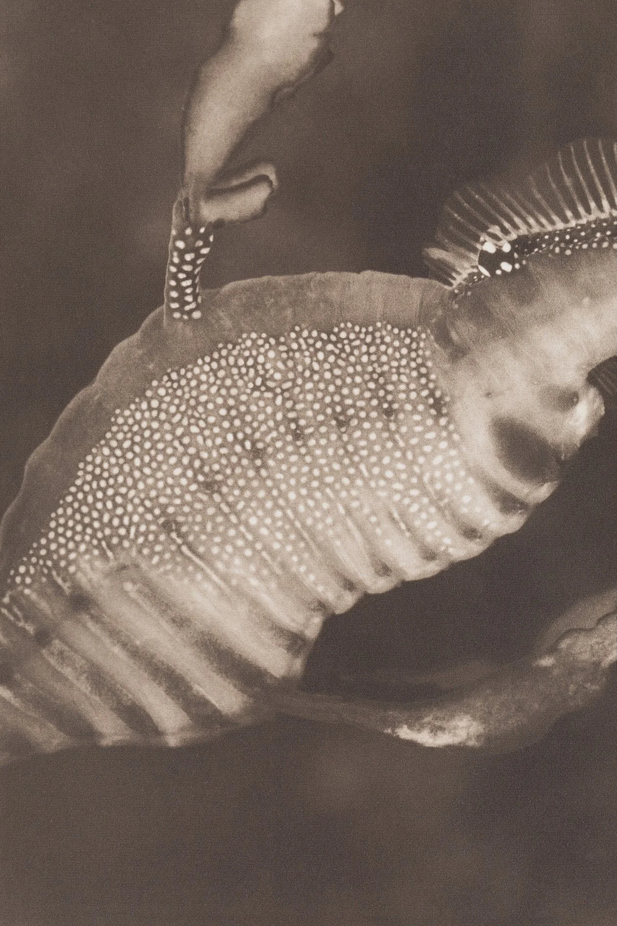 Liam Lynch - Weedy Sea dragon  1  “Phyllopteryx taeniolatus”