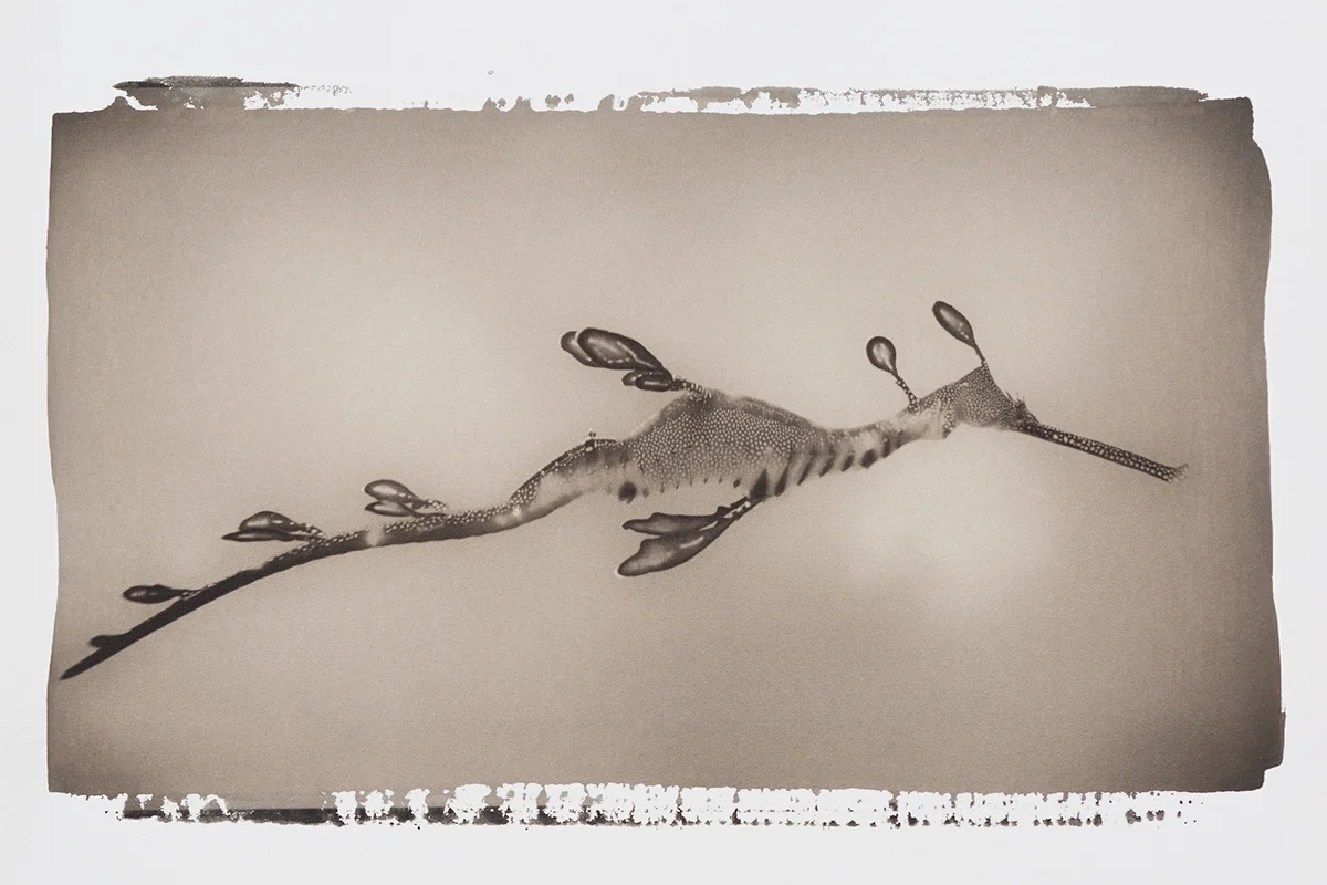 Liam Lynch - Weedy Sea Dragon 2  “Phyllopteryx taeniolatus”