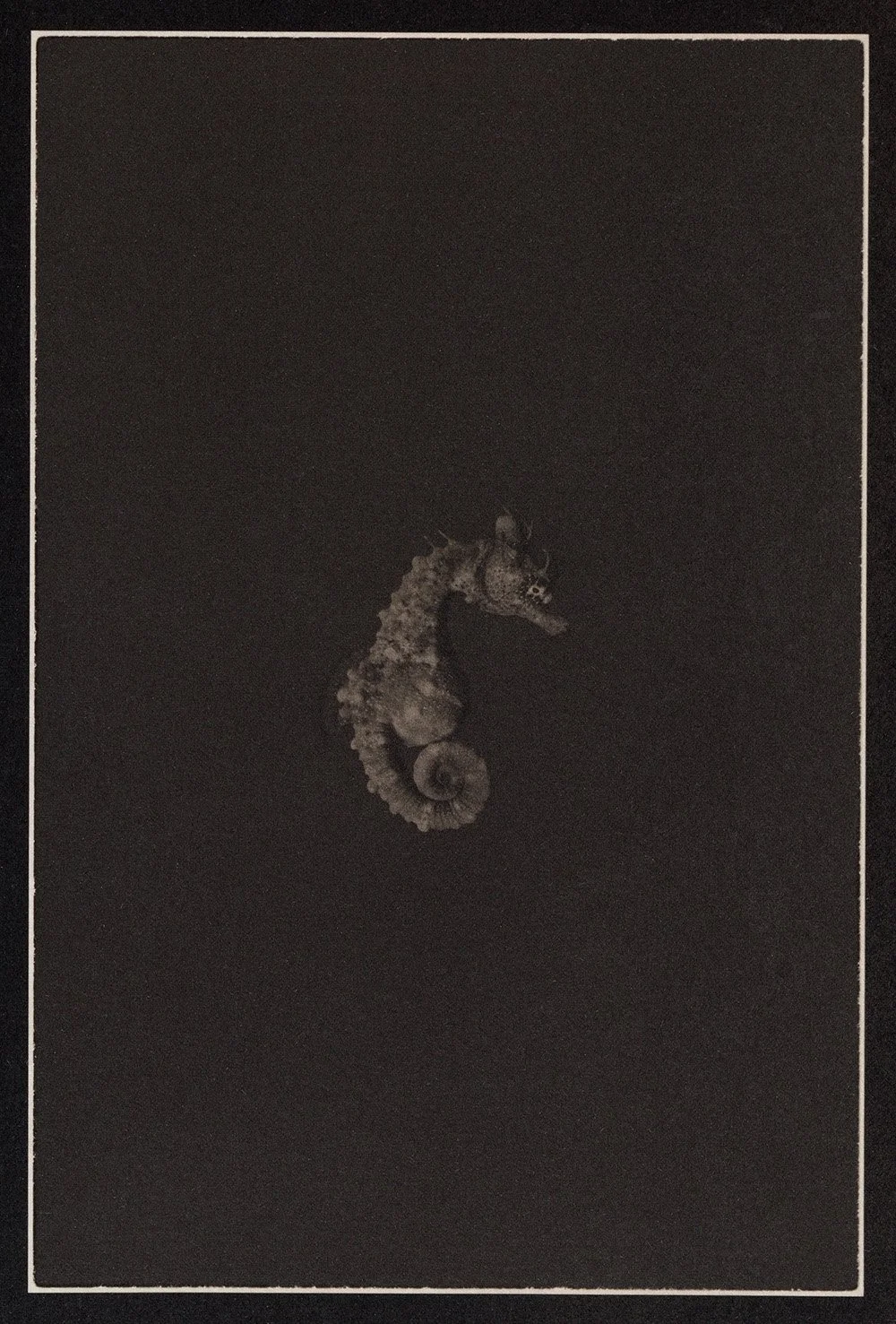 Liam Lynch - Shorthead Seahorse 1  “Hippocampus breviceps”