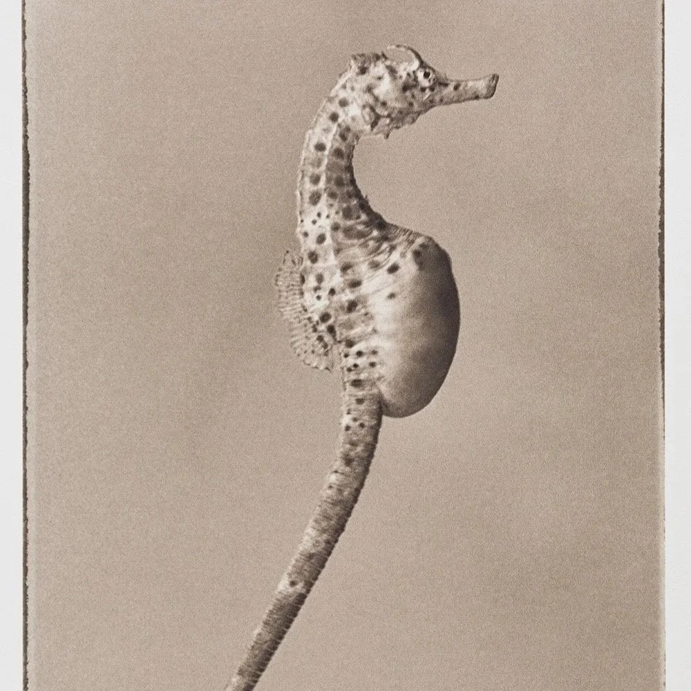 Liam Lynch - Big-bellied Seahorse  2  “Hippocampus abdominalis”