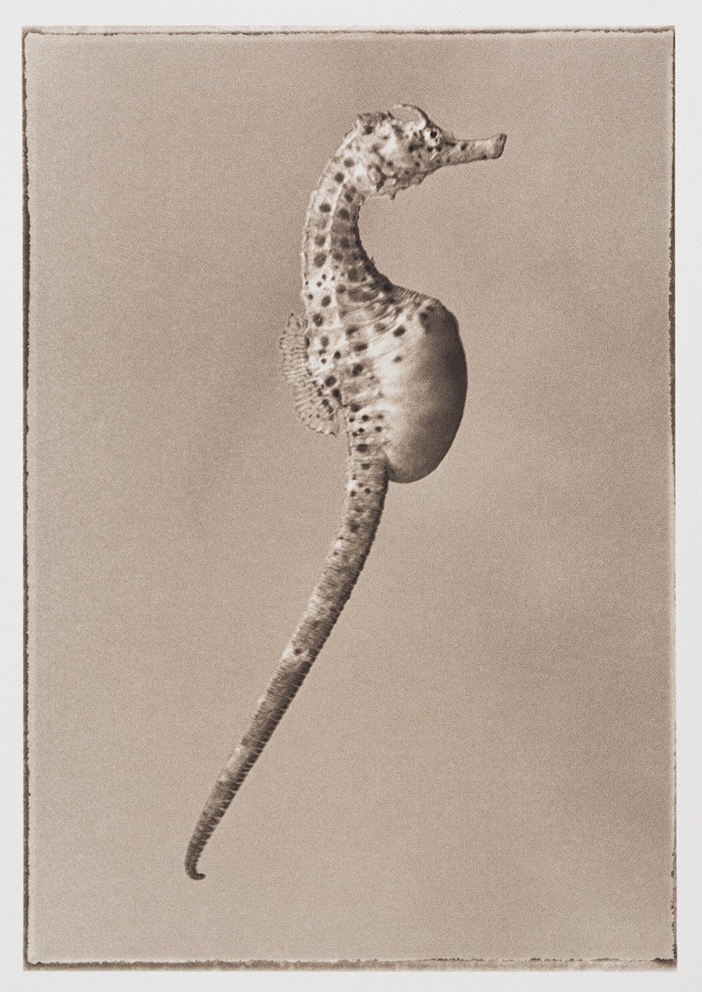 Liam Lynch - Big-bellied Seahorse  2  “Hippocampus abdominalis”
