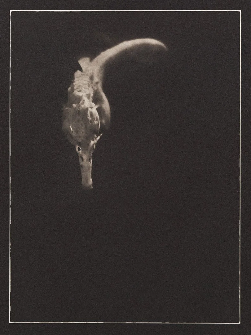 Liam Lynch - Big-bellied Seahorse 1  “Hippocampus abdominalis”